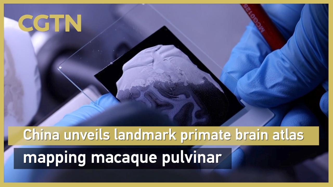 China unveils landmark primate - Wu 1ivu8dl483gj19kgjq51p251lpr9l 1280 