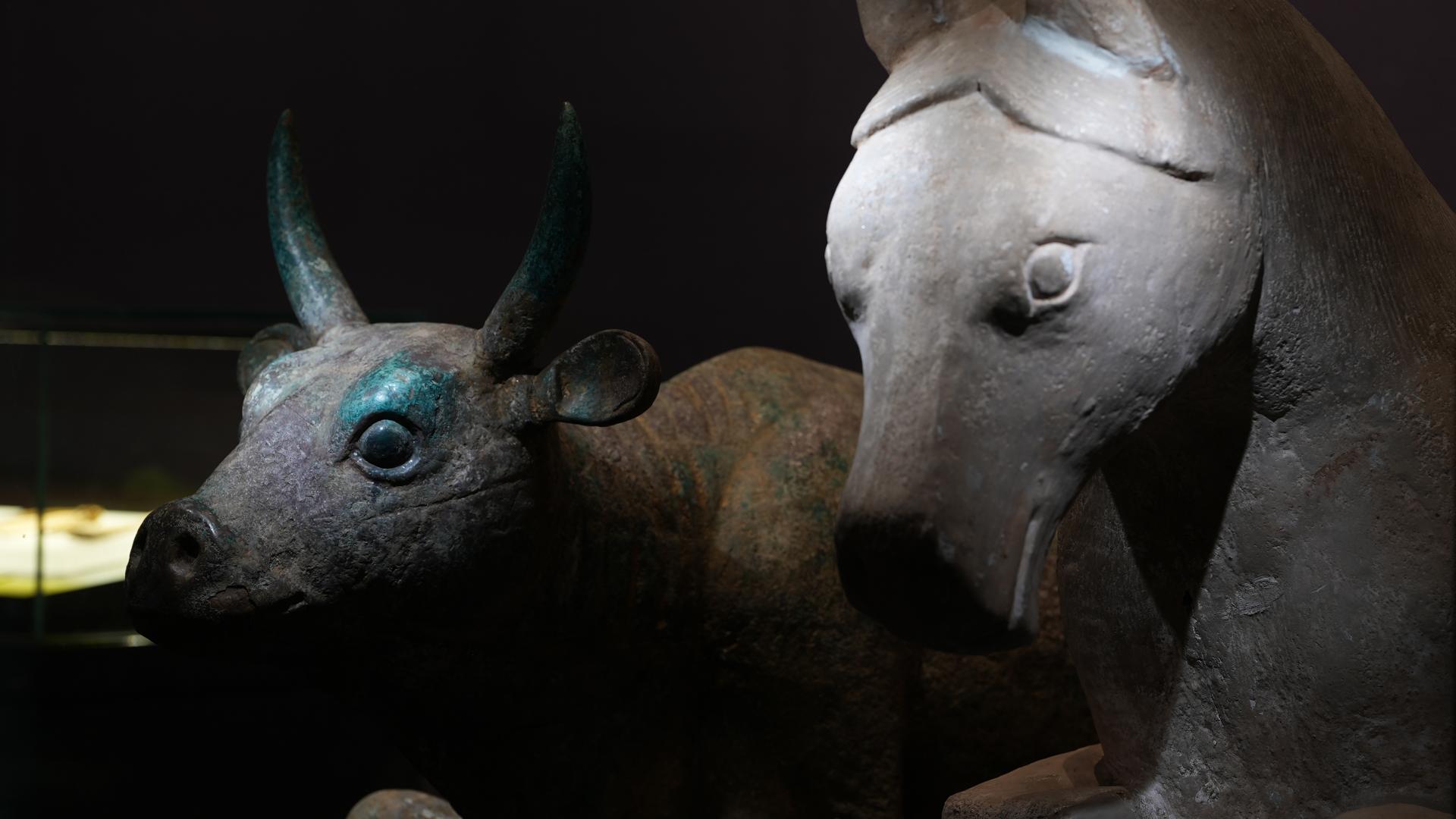 The revelation of the gilded bronze ox - CGTN