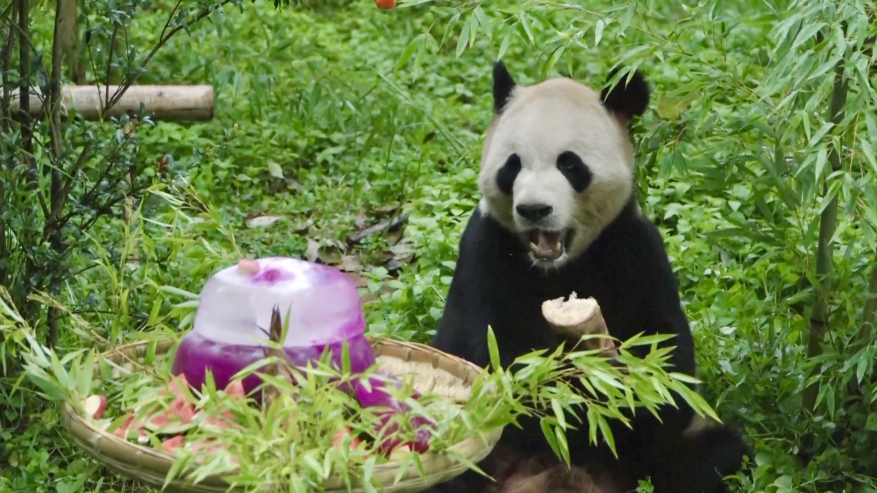 Panda Maozhu celebrates 11th birthday