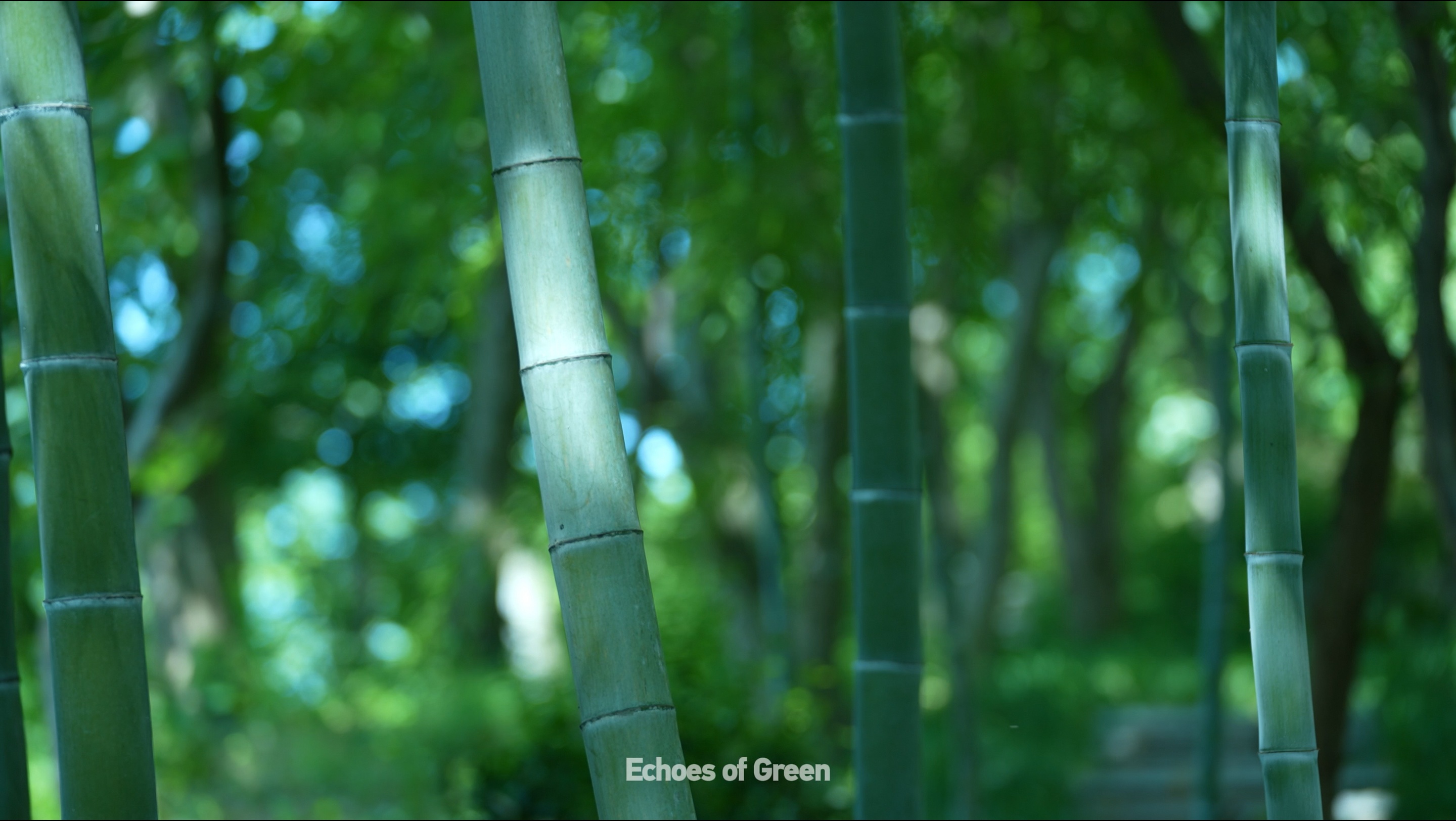 The sound of bamboo: Nature's voice in Anji