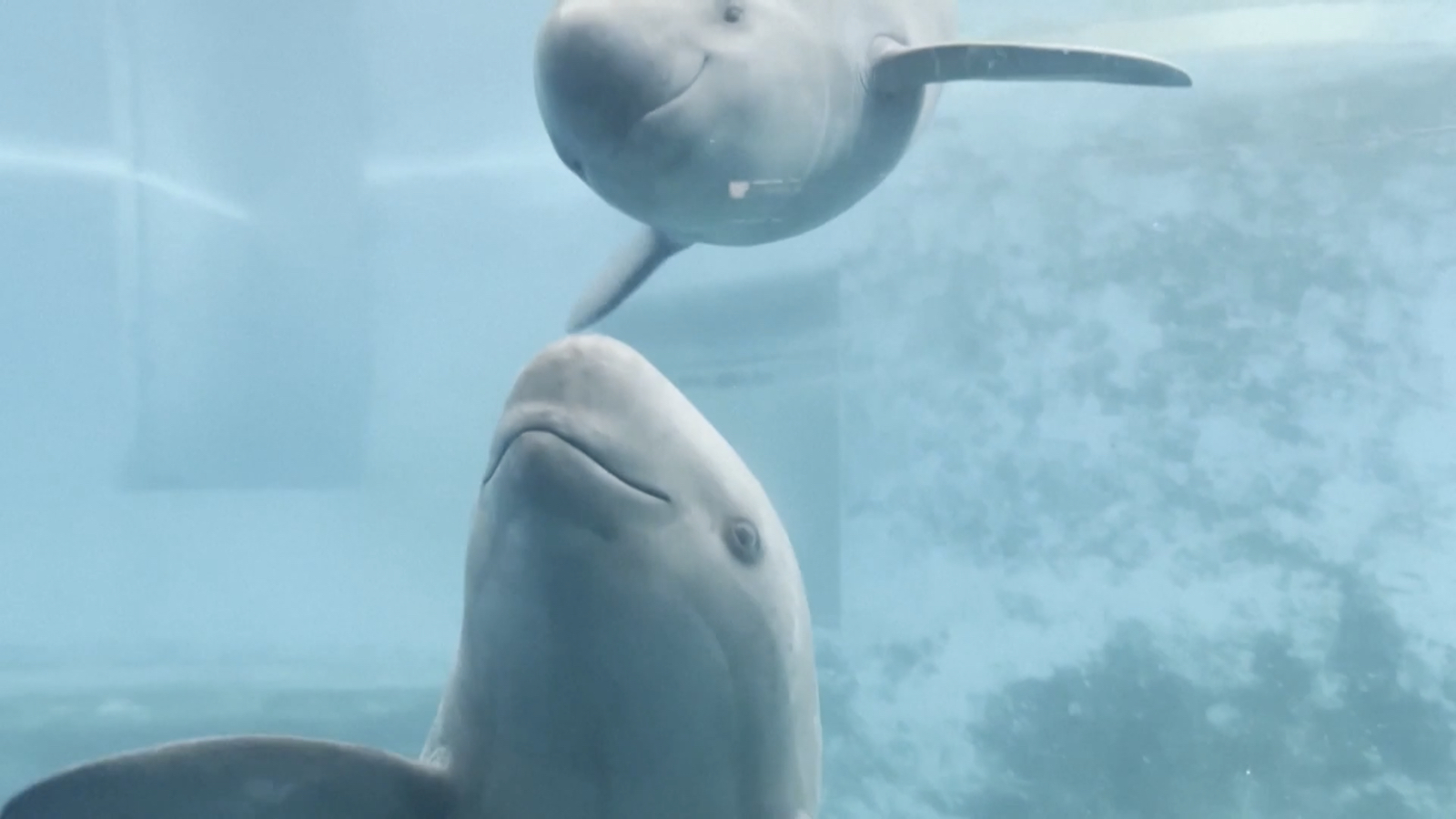 Artificial breeding boosts critically endangered porpoise population
