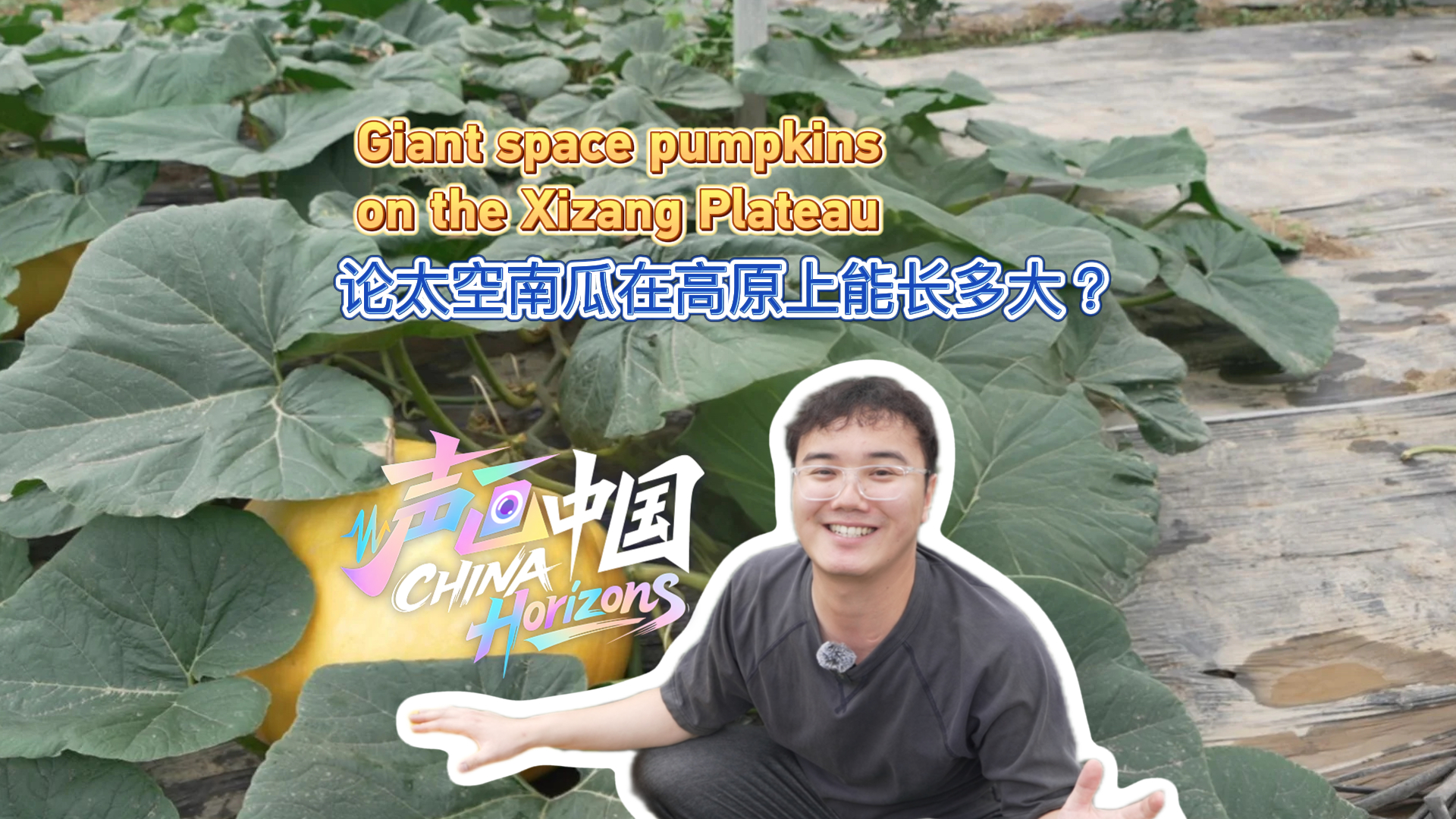 Giant 'space' pumpkins on the Xizang plateau