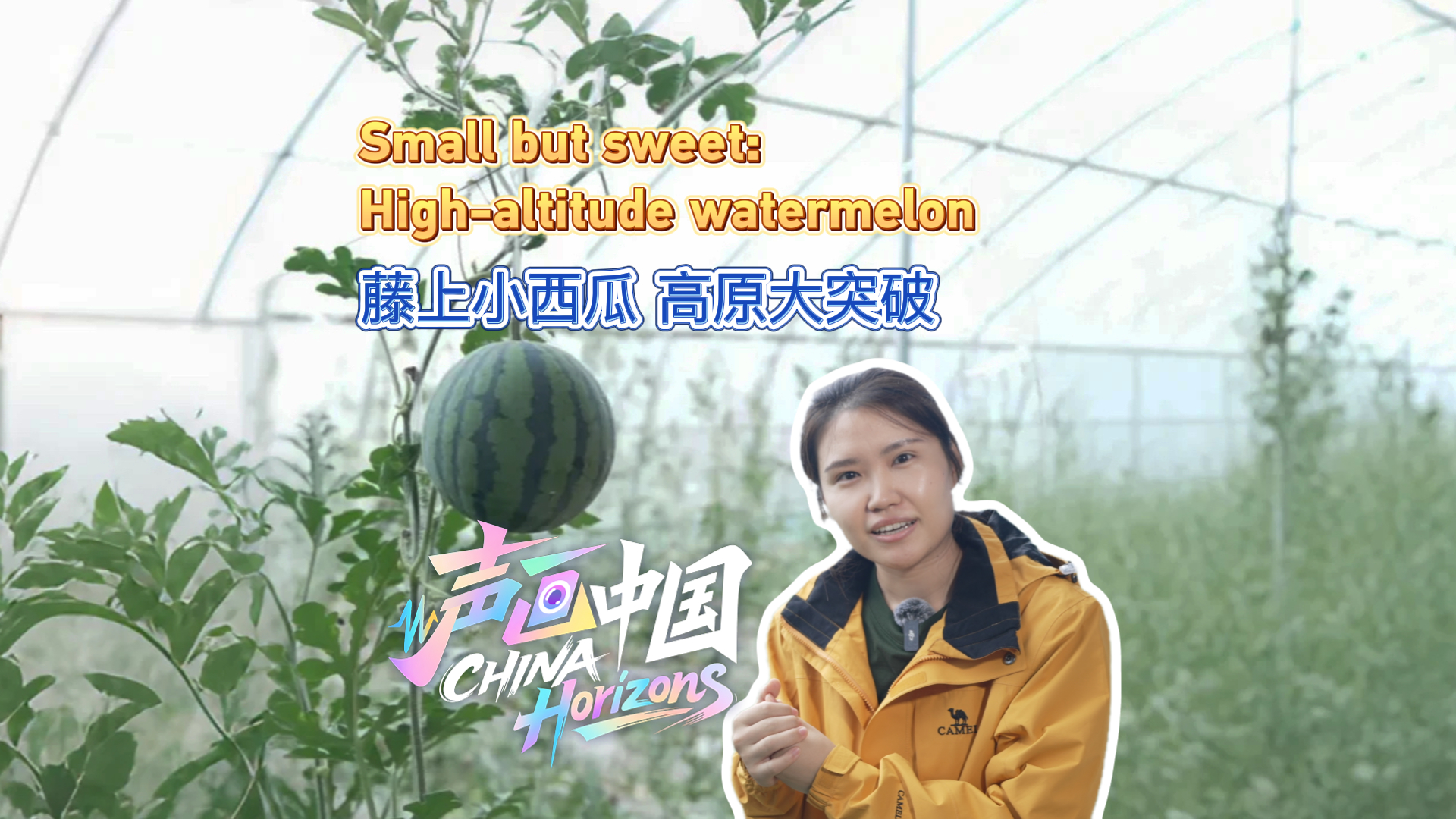 Small but sweet: High-altitude watermelon