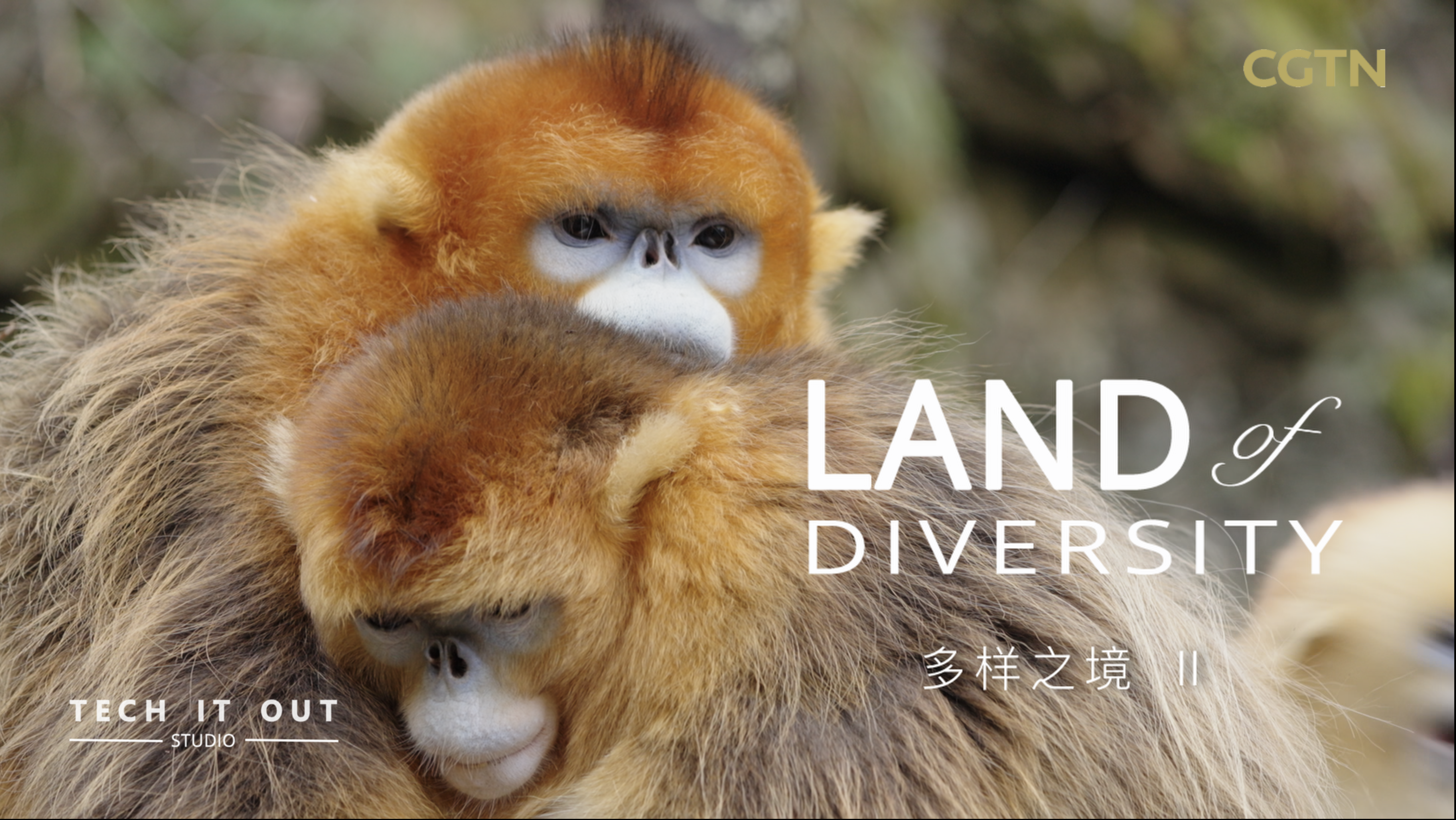 Who's the boss? Inside golden snub-nosed monkey families