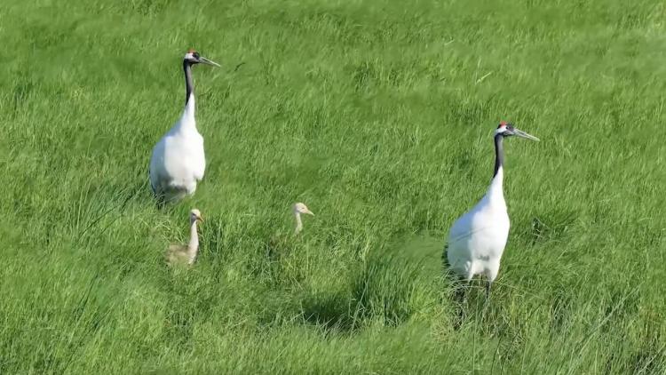 Nature reserve hosts over 250 bird species in Heilongjiang