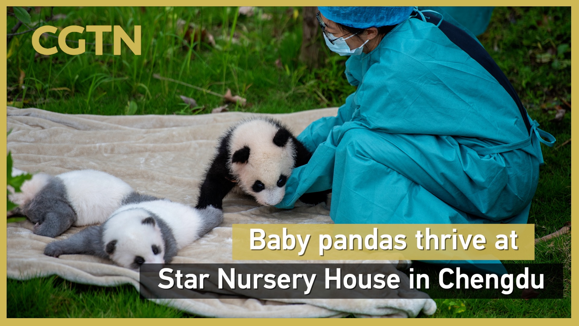 Baby pandas thrive at Star Nursery House in Chengdu
