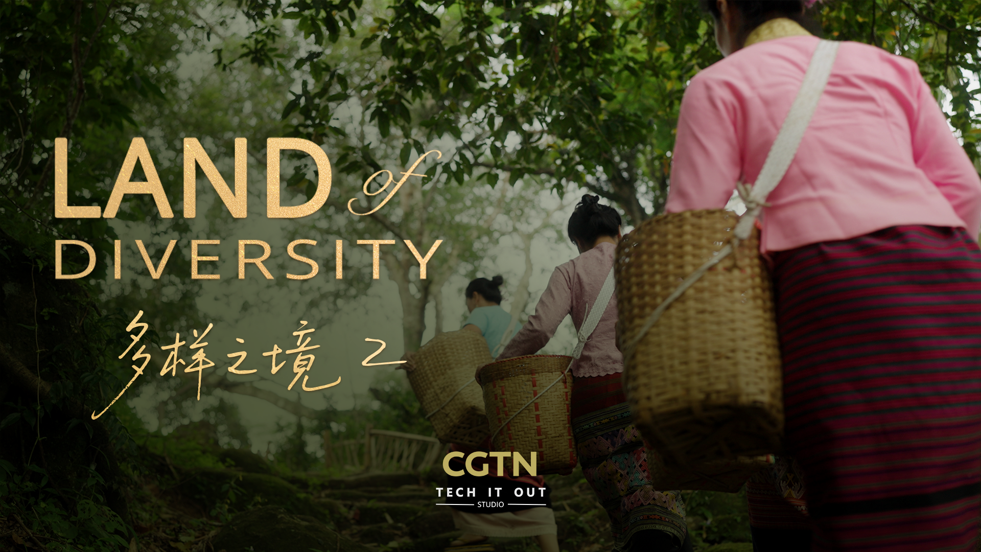 How Jingmai produces some of the world's most luxurious teas