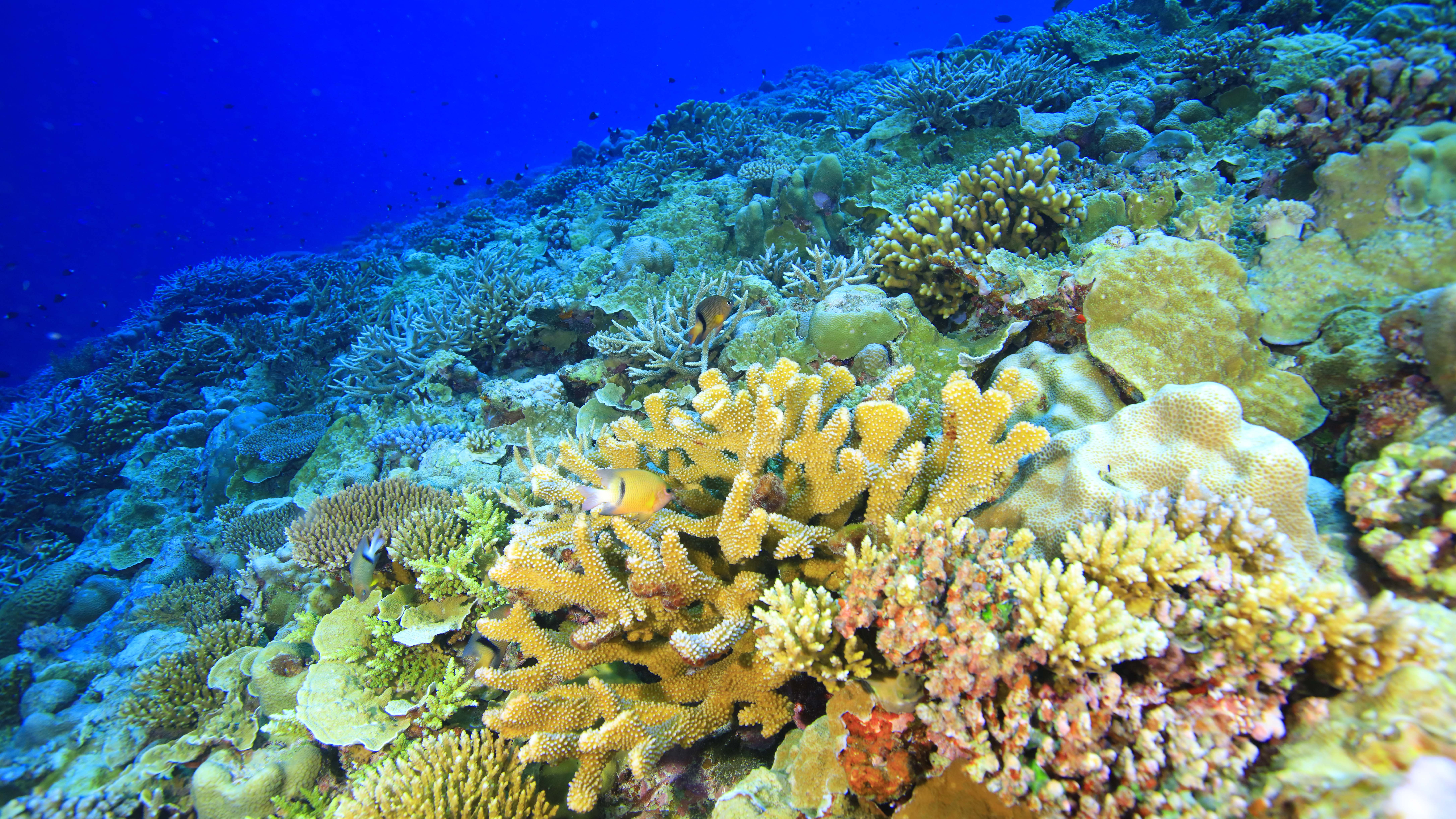 Coral reefs whisper: A journey through fragile wonders