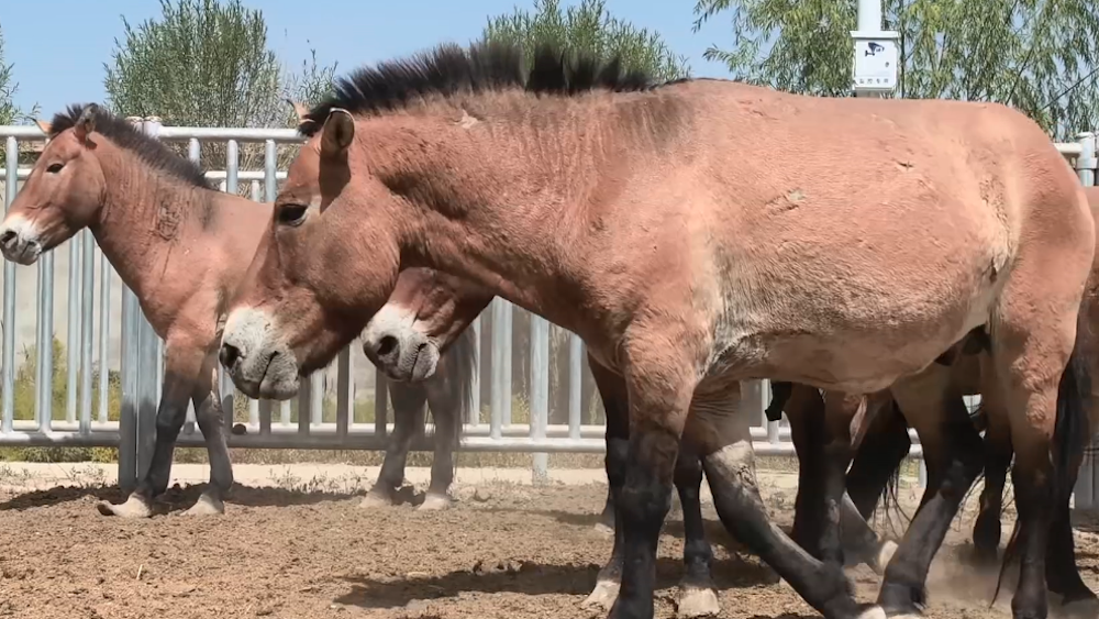 A new herd for the wild: China rewilds 28 Przewalski's horses