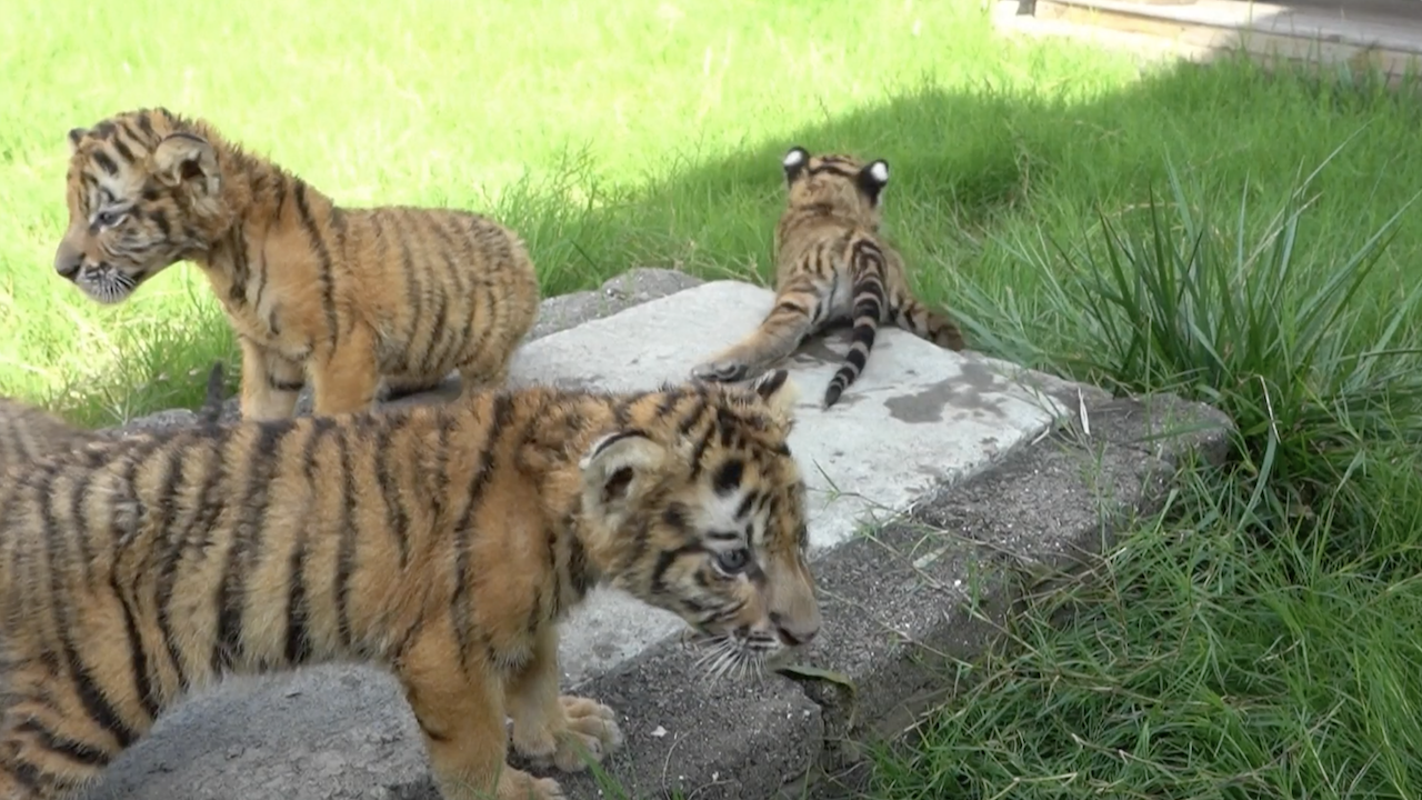 Lion, tiger cubs to make public debut in Henan
