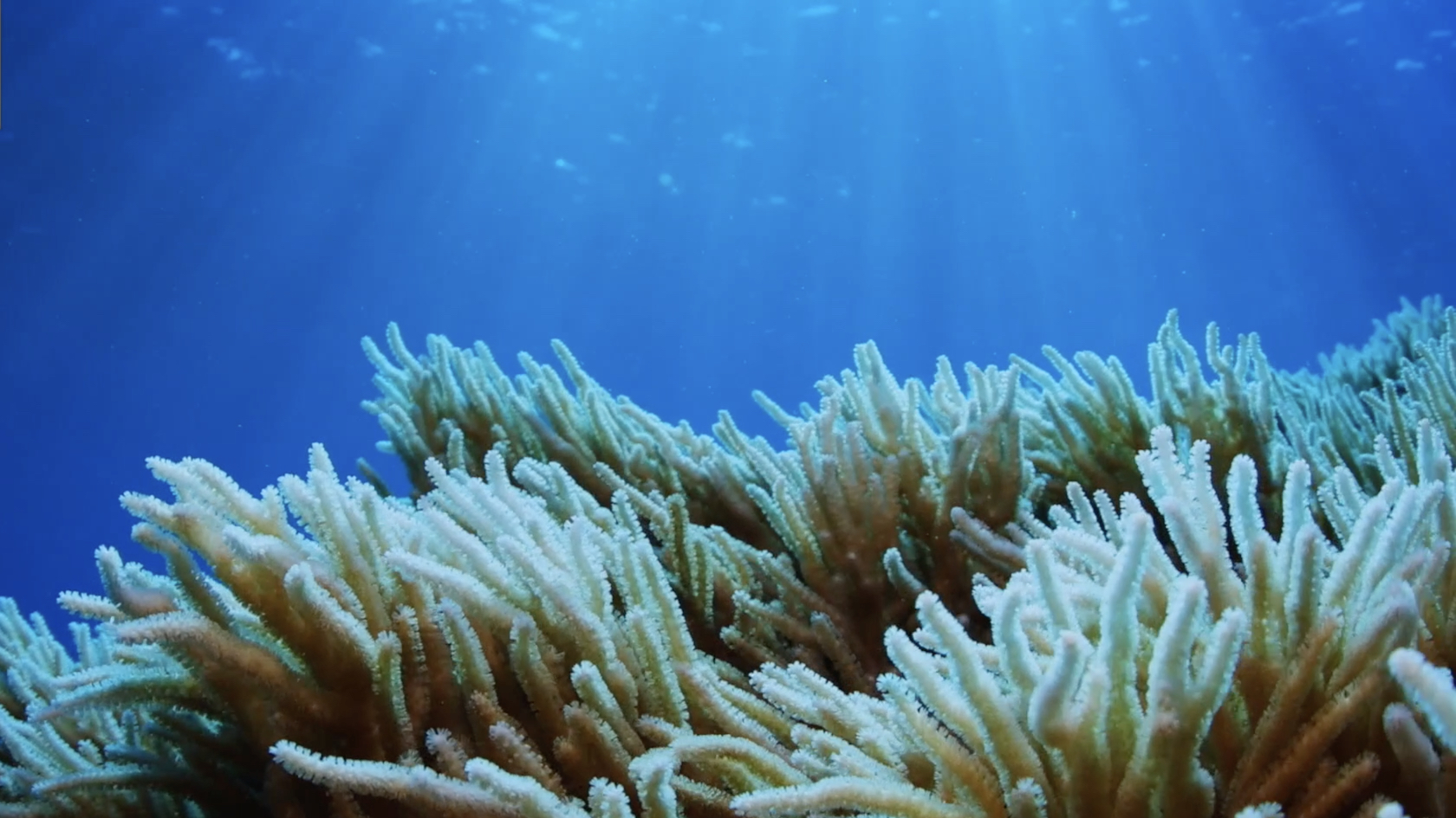 Guardians of the blue planet: Protecting Hainan's marine biodiversity
