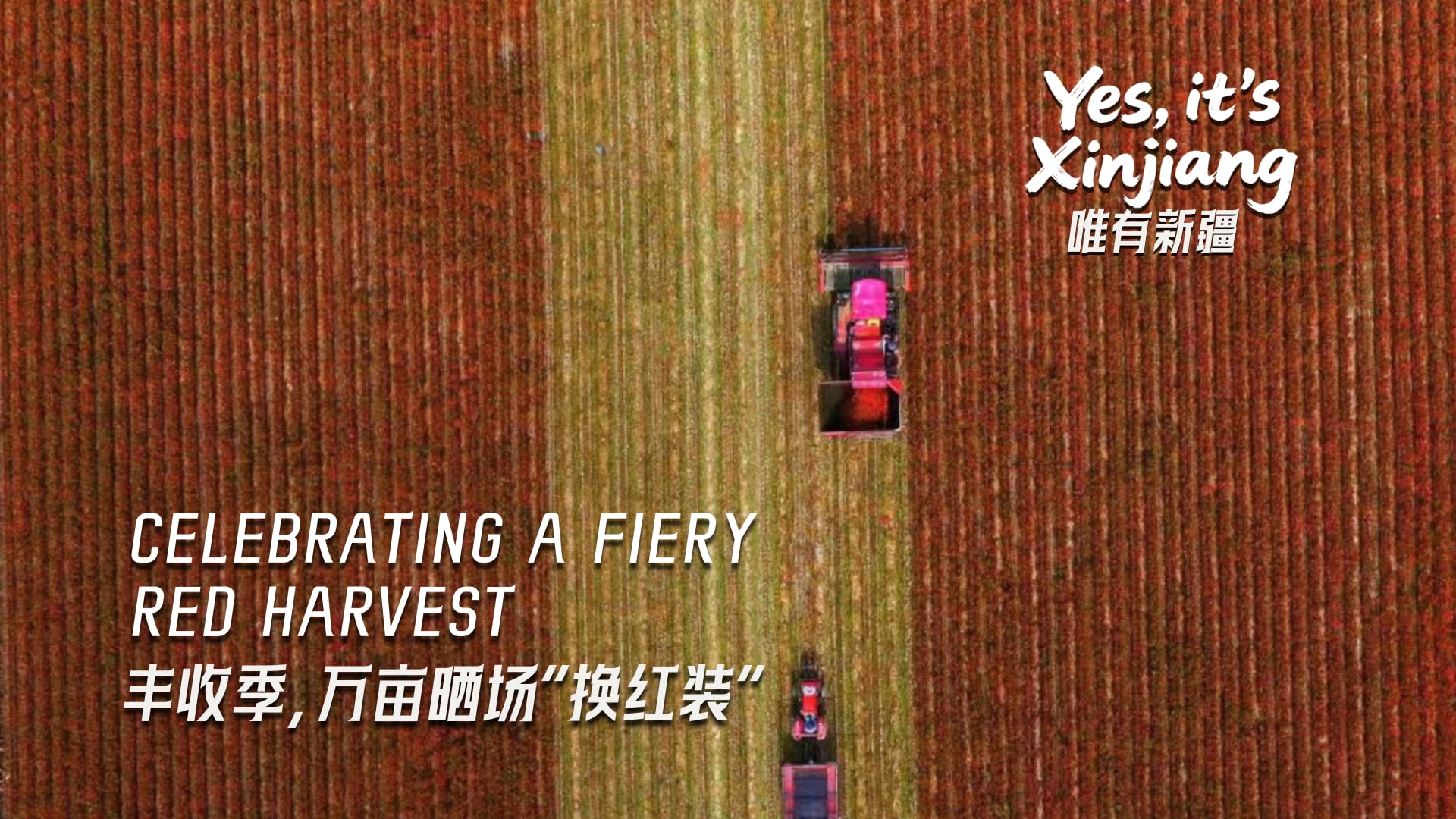Yes, it's Xinjiang | Celebrating a fiery red harvest