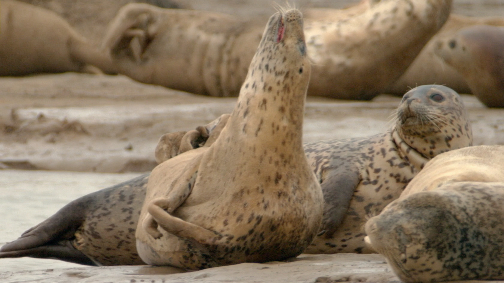 Guardians of the blue planet: Preserving rare species in Liaodong Bay