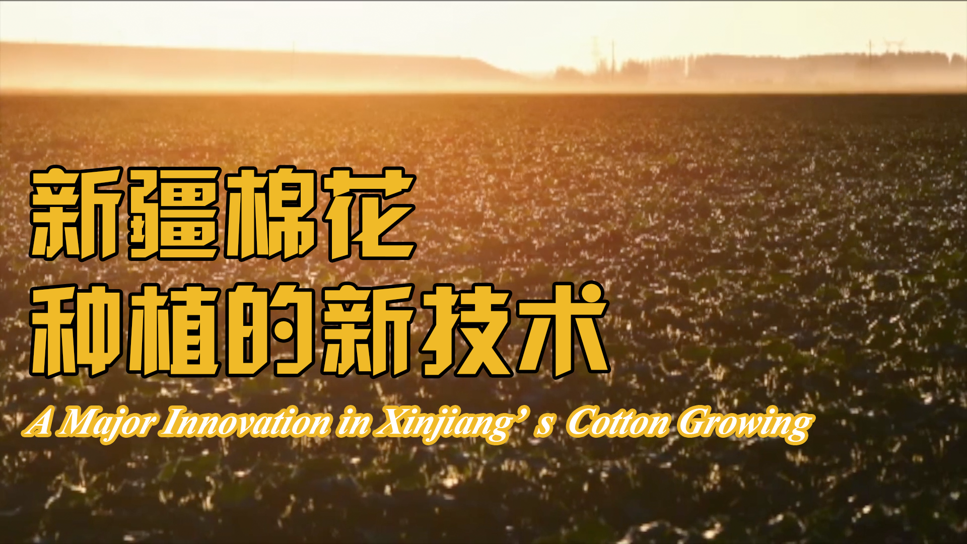 A Major Innovation in Xinjiang's Cotton Growing 