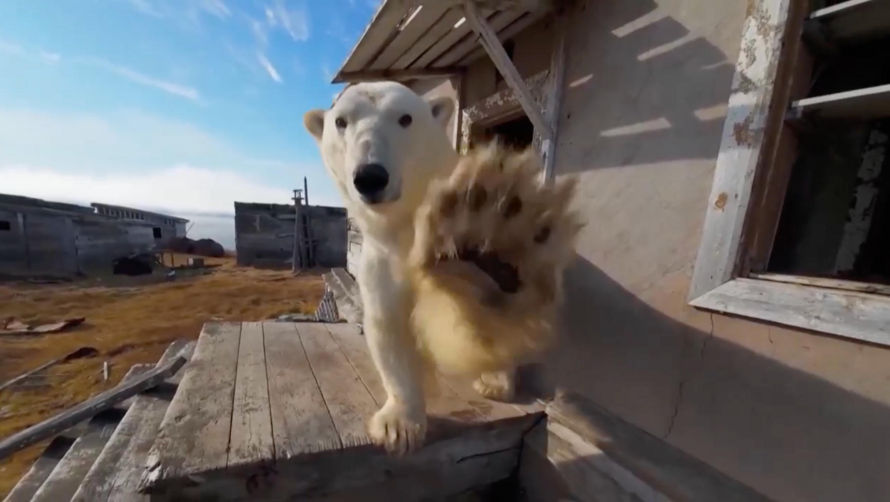 Polar bears take over abandoned research station for shelter