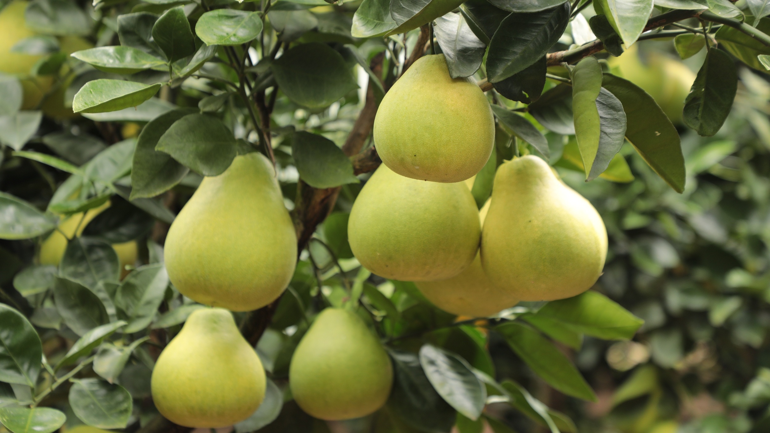 Guizhou crisp-sweet pomelos hit markets, aiding rural revitalization