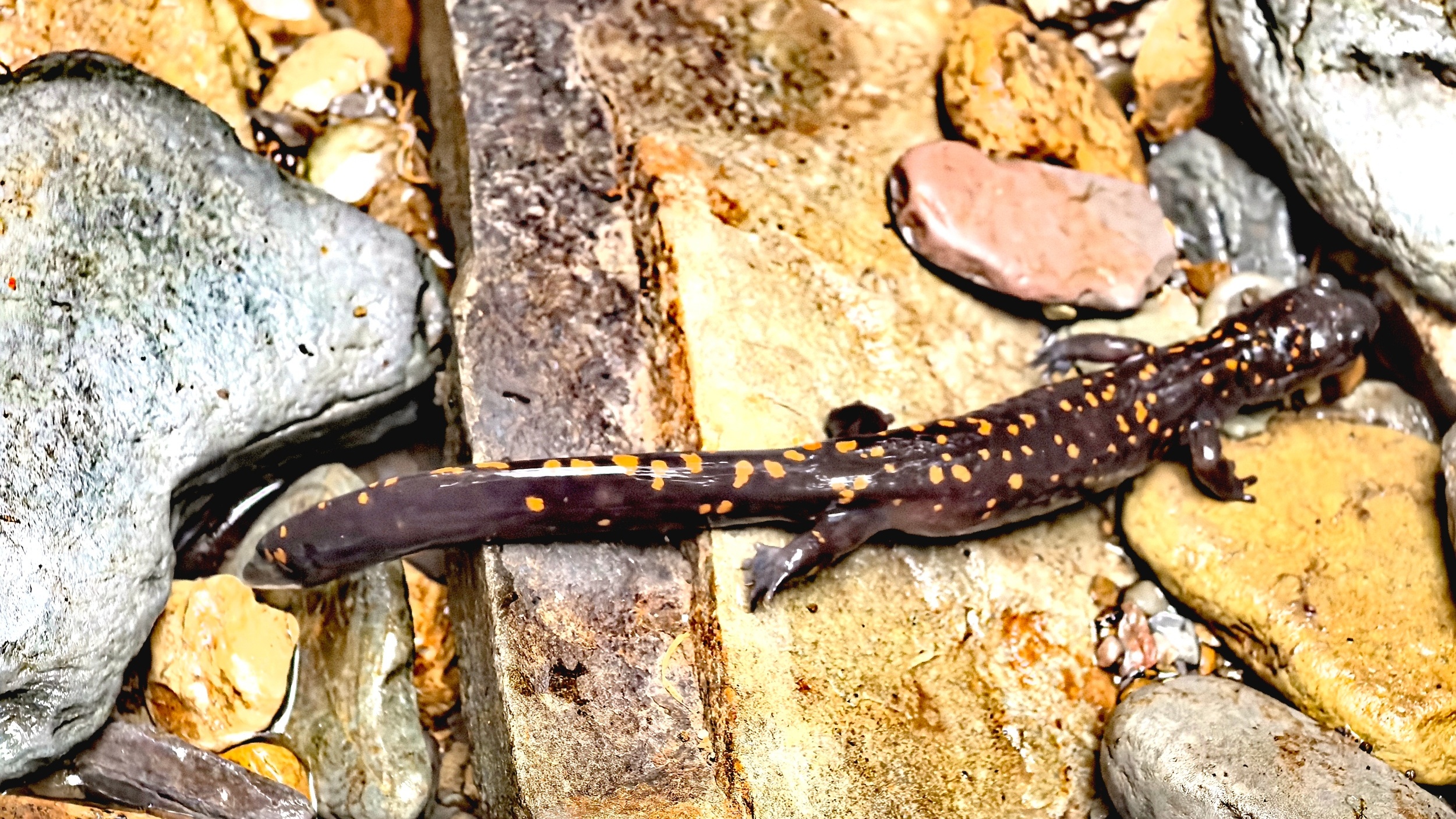 Rare salamander spotted at China's Mount Fanjing for the first time