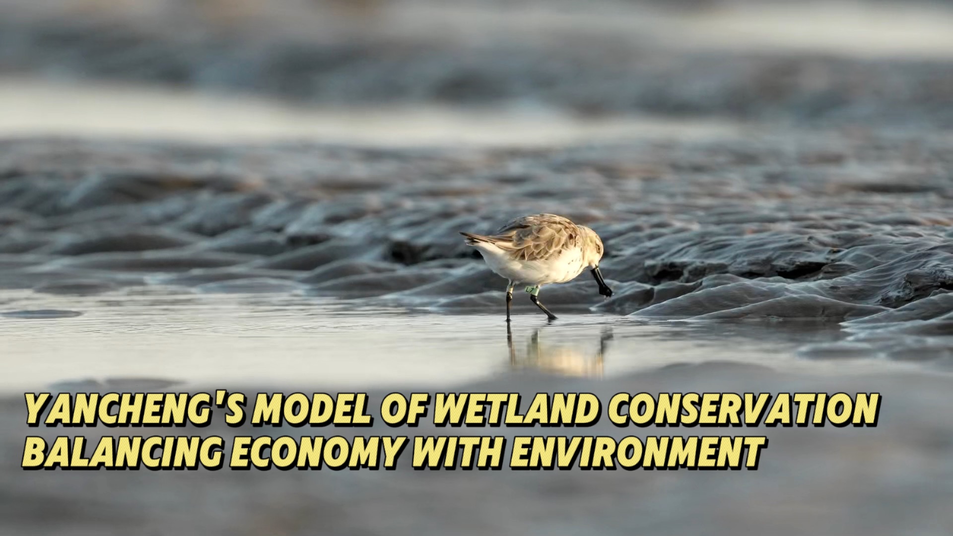 Yancheng's model of wetland conservation balancing economy with environment