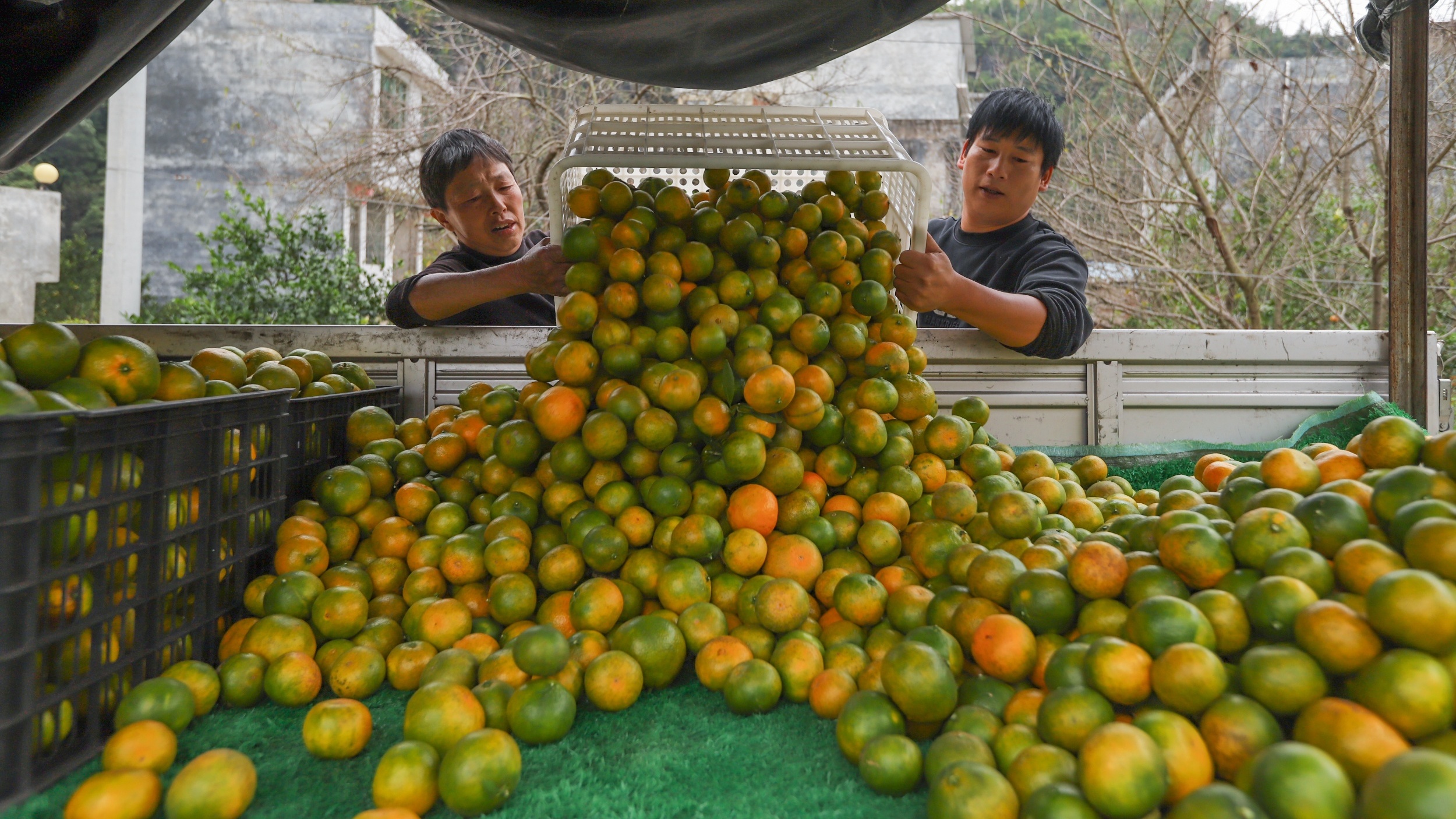 Guizhou village turns rocky land into orchards