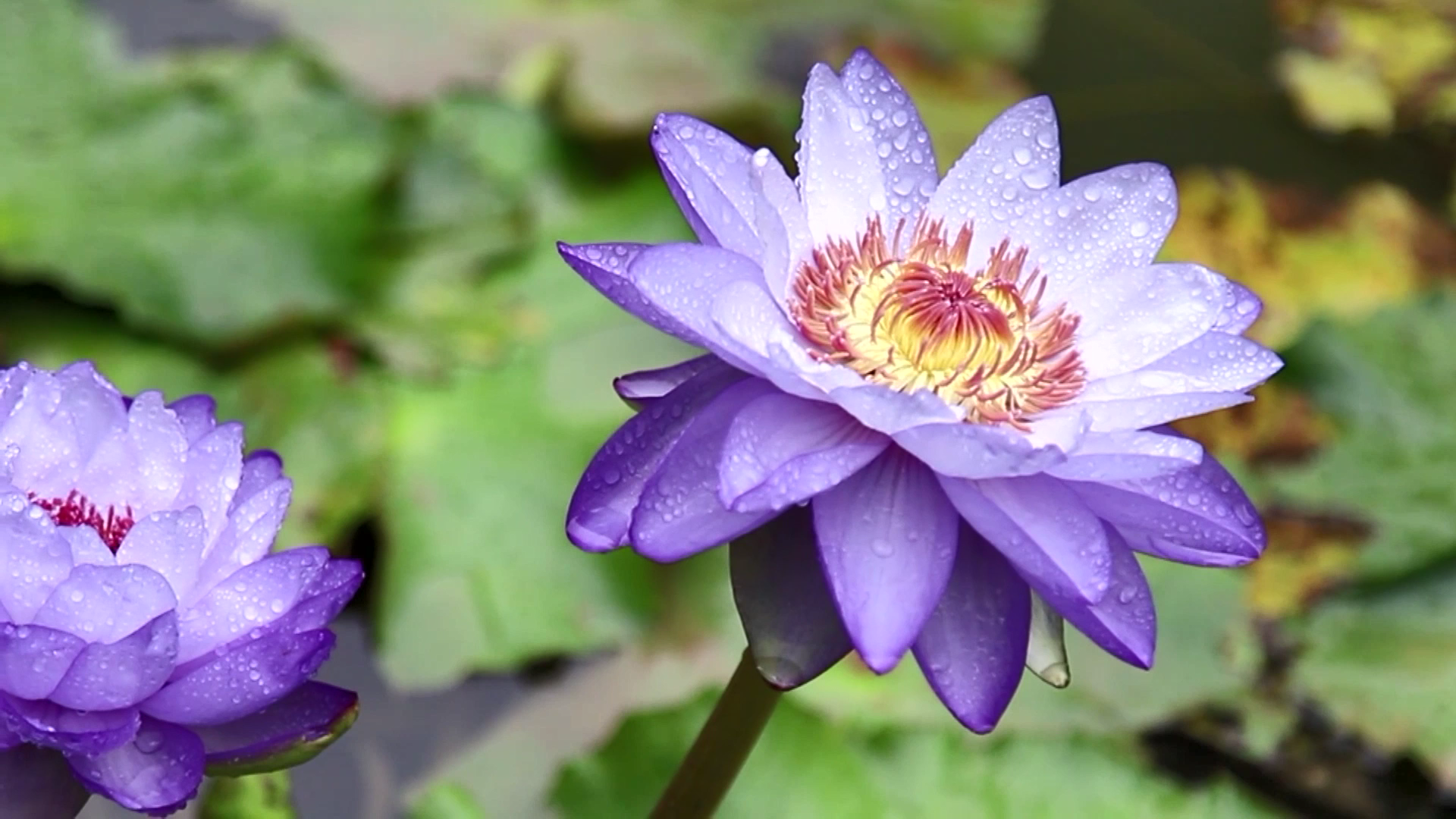 Seasonal attractions draw visitors to spots around China