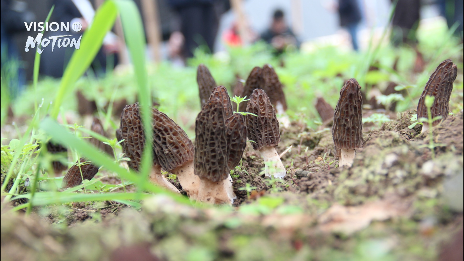 Green growth, rural revitalization