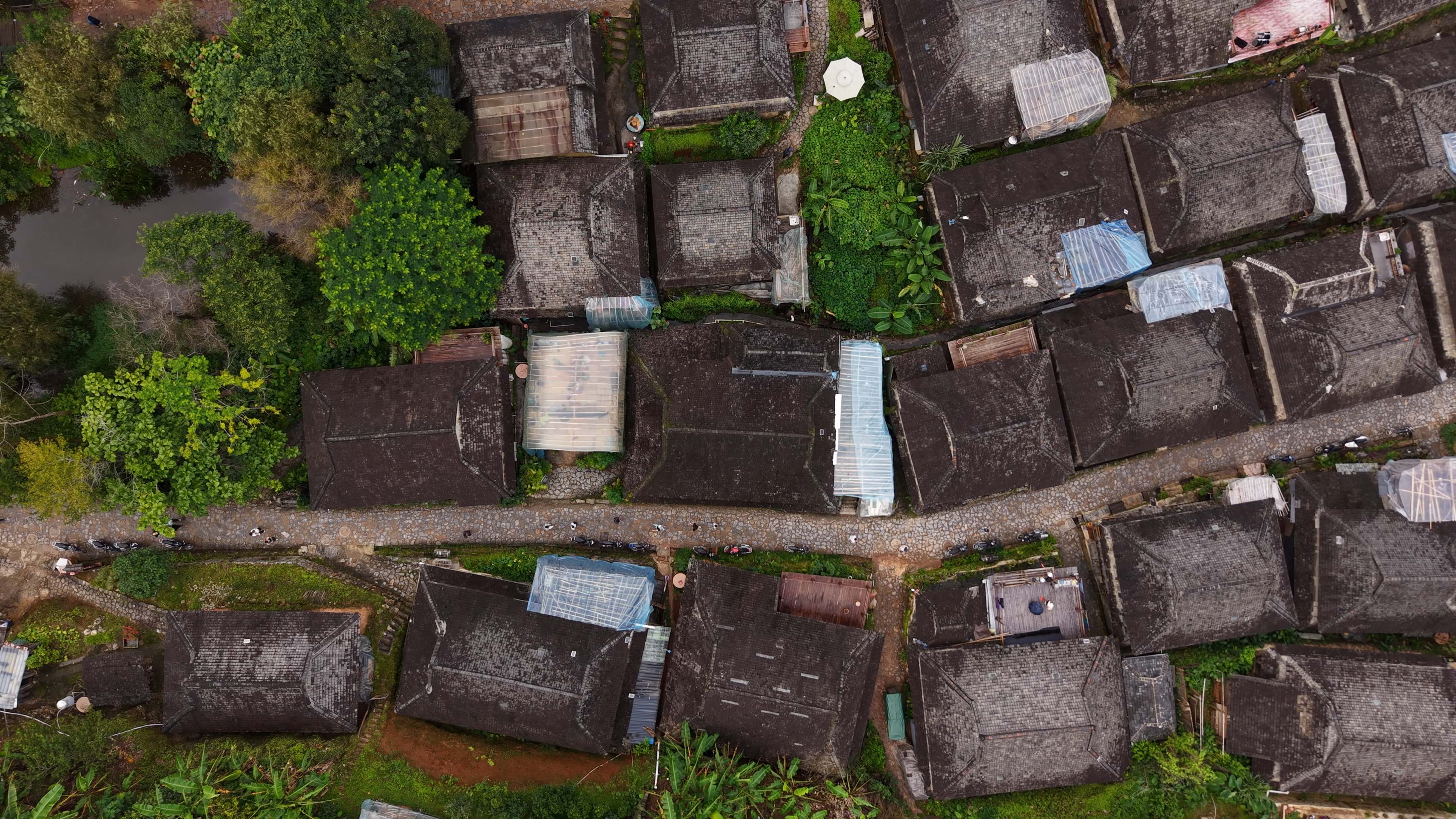 Ancient wisdom of the tea tree forest