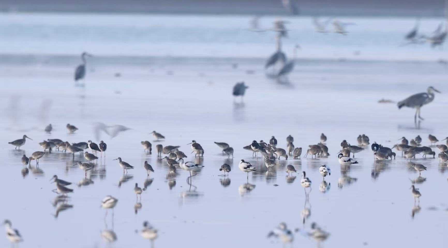 China's largest freshwater lake welcomes migratory birds