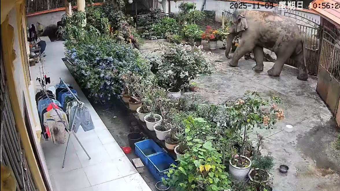Elephant forages at local home in Southwest China, leaves politely