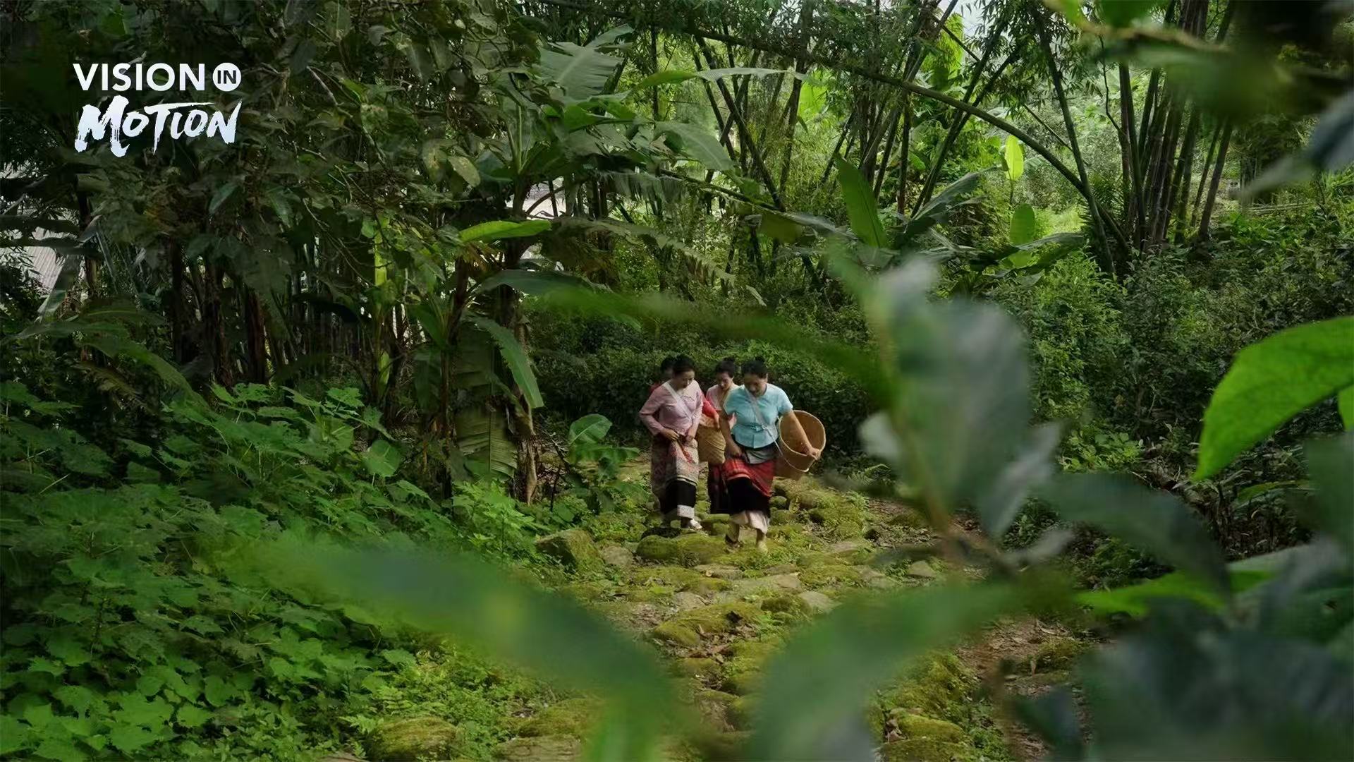 How Jingmai produces some of the world's most luxurious teas