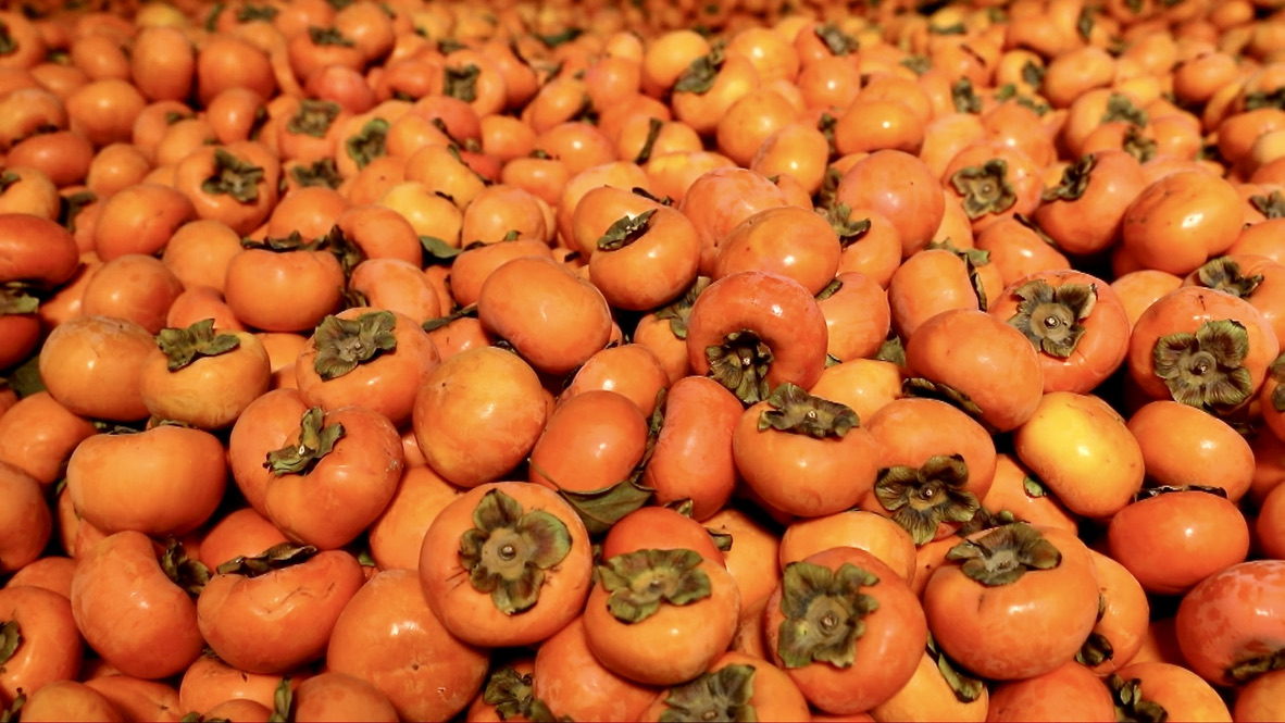 Sweet persimmons, sweeter profits: Farmers go live for bumper harvest