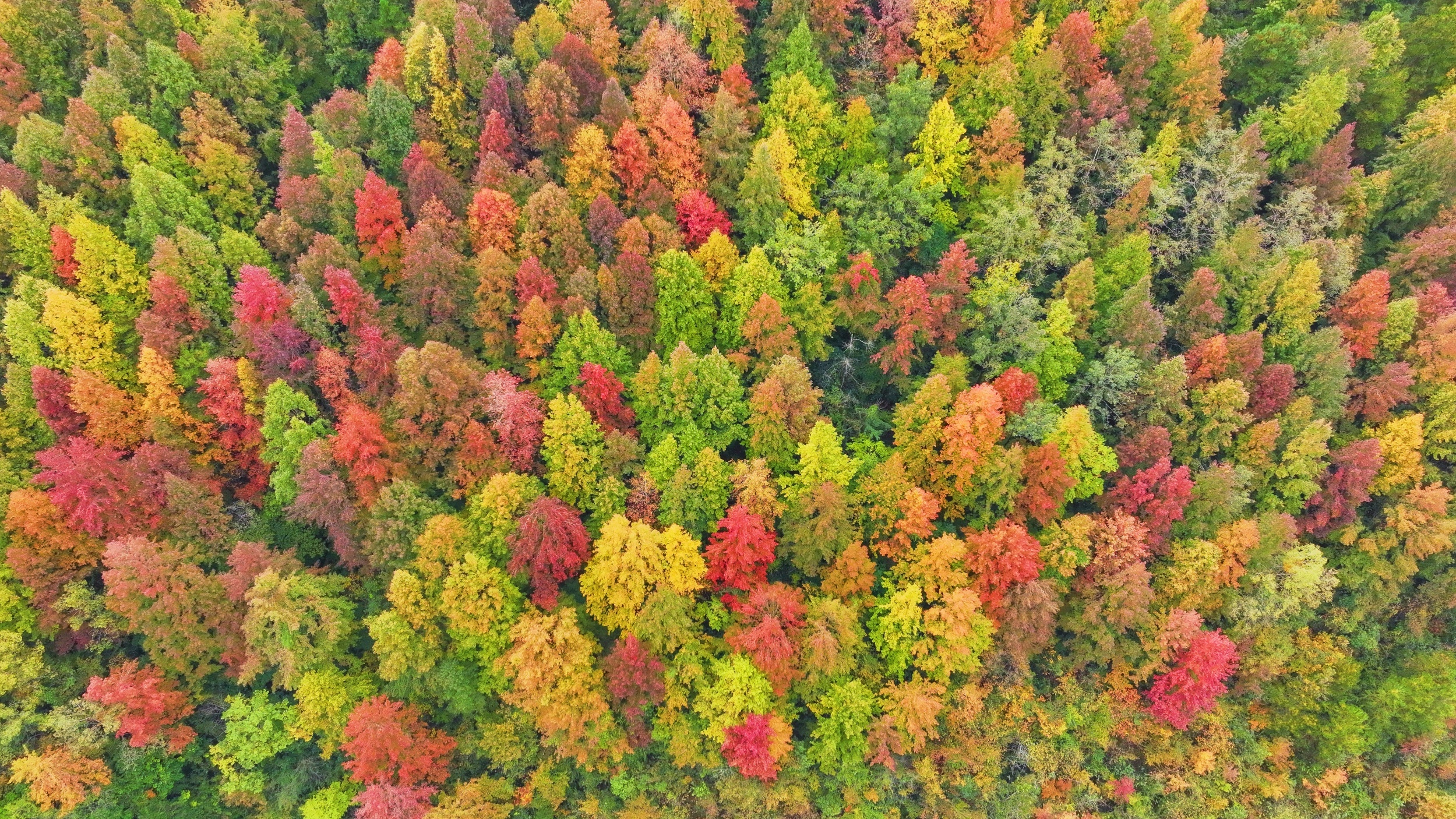 Huge maple forest in Guizhou blazes red for early winter