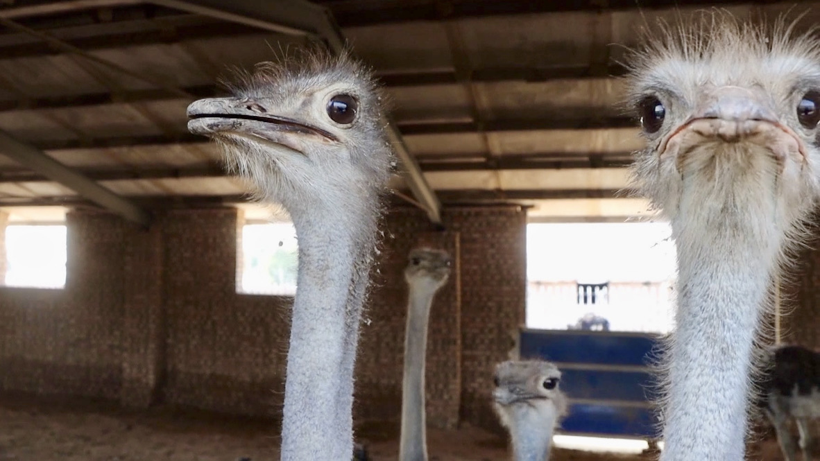 Ostrich farming: A new path to boost villagers' income in N China
