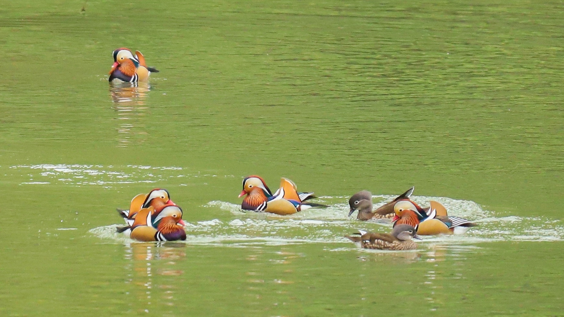 Mandarin ducks gather for winter in Guizhou