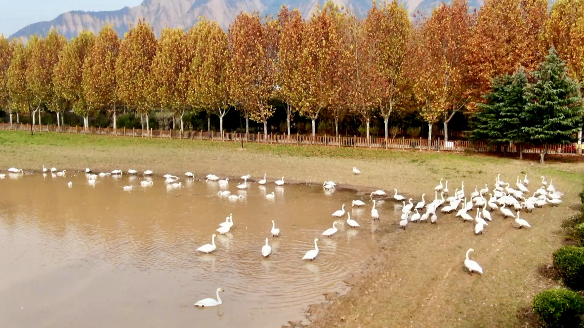 Swan spectacle along Yellow River drives ecological and economic gains