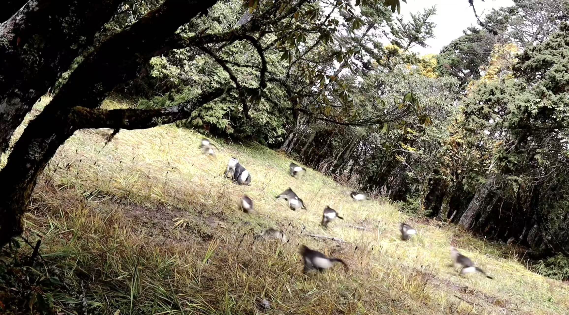 Ground migration of endangered monkeys in SW China caught on camera