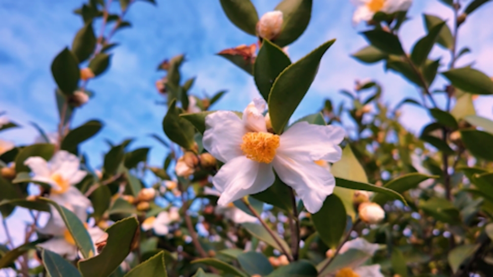 China's camellia town receives eco-income boost