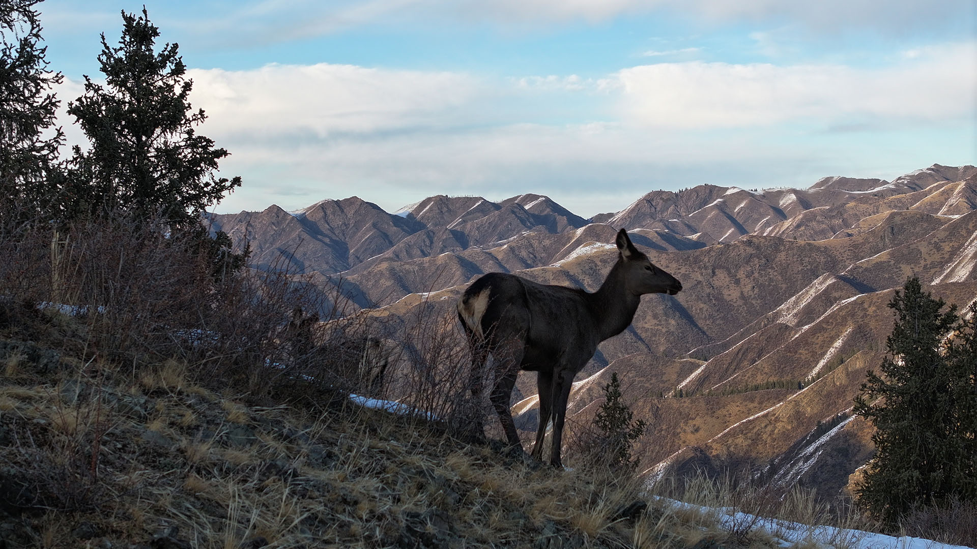 Red deer thrive in China's Xinjiang Uygur Autonomous Region