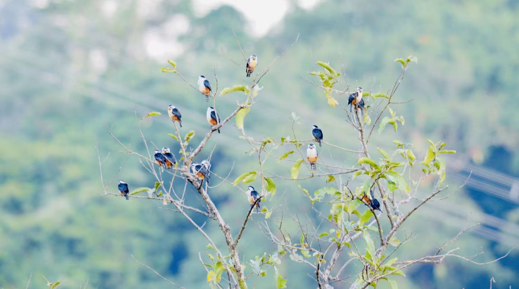 17 of the world's smallest raptors spotted together in SW China