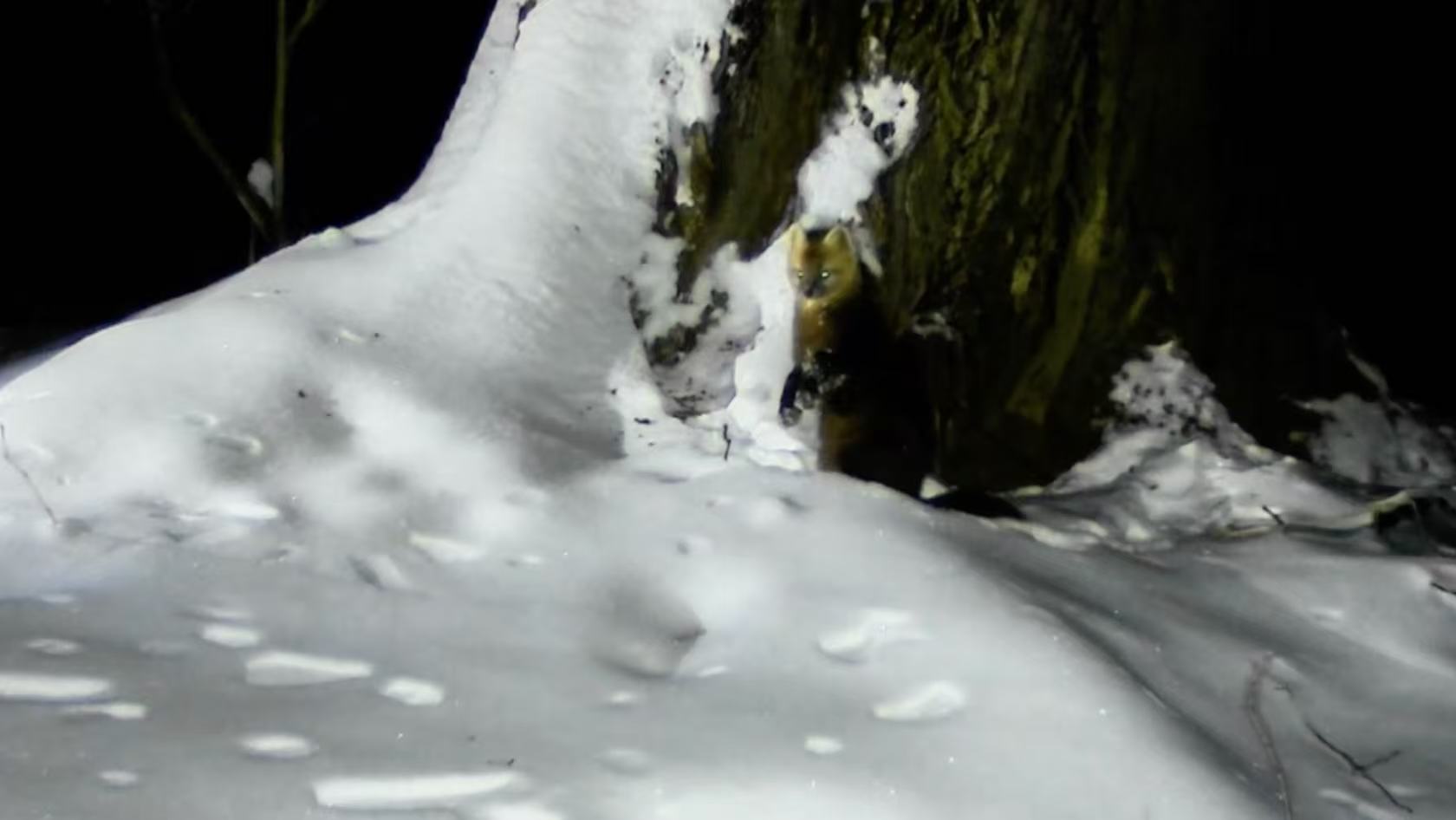 Smart infrared network captures rare sable in Heilongjiang