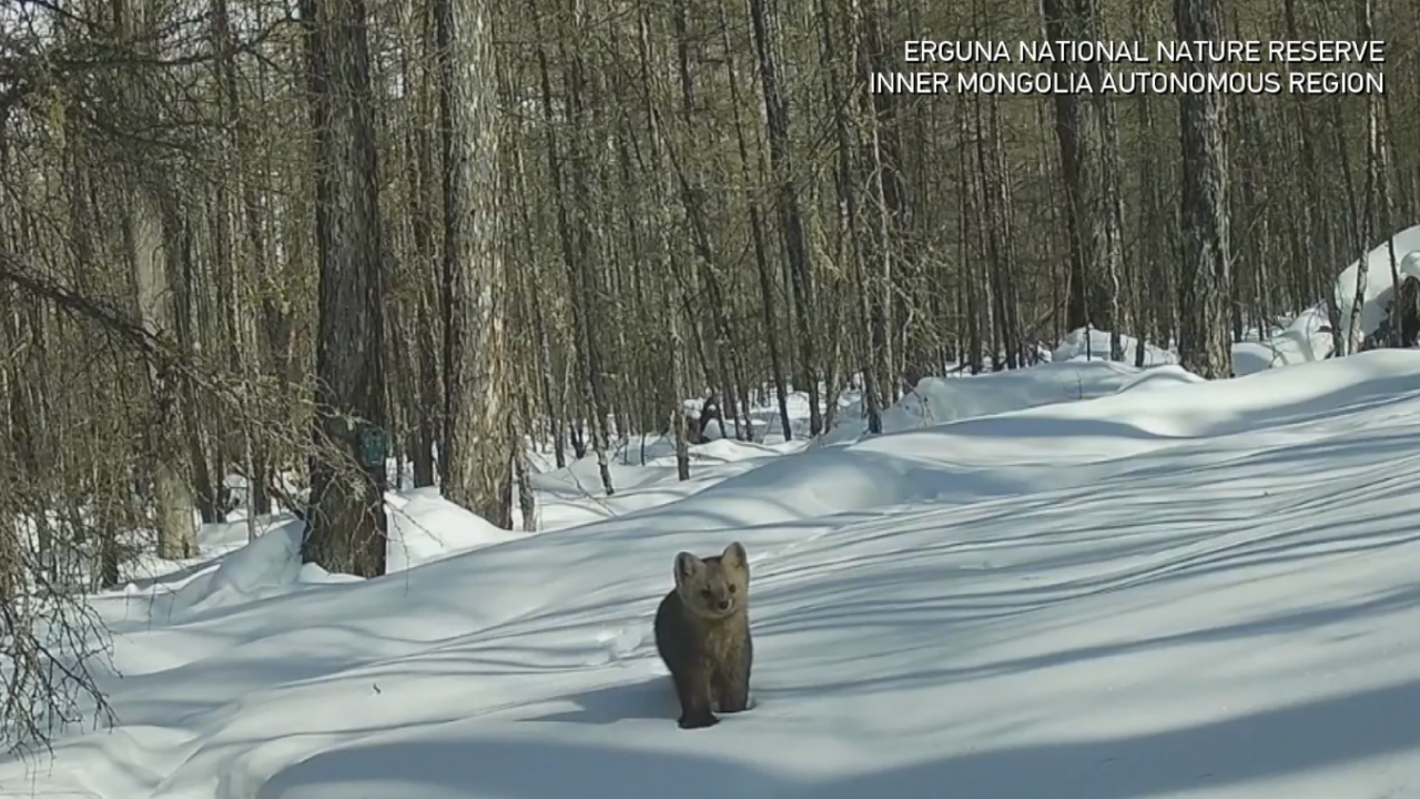 Hidden cameras capture wildlife in north China's Inner Mongolia