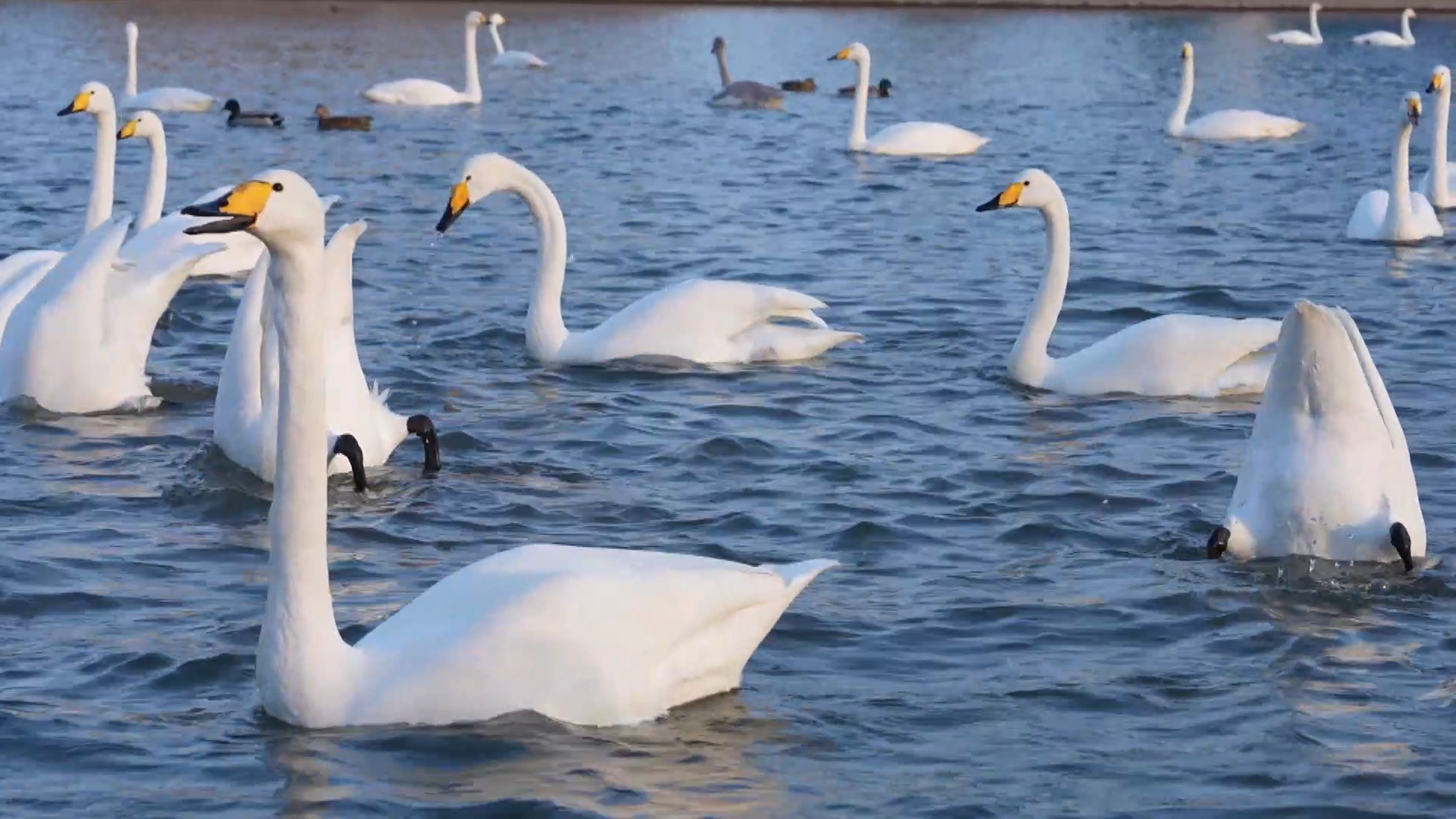 Wild swans return to Xinjiang's Korla for 20th consecutive winter