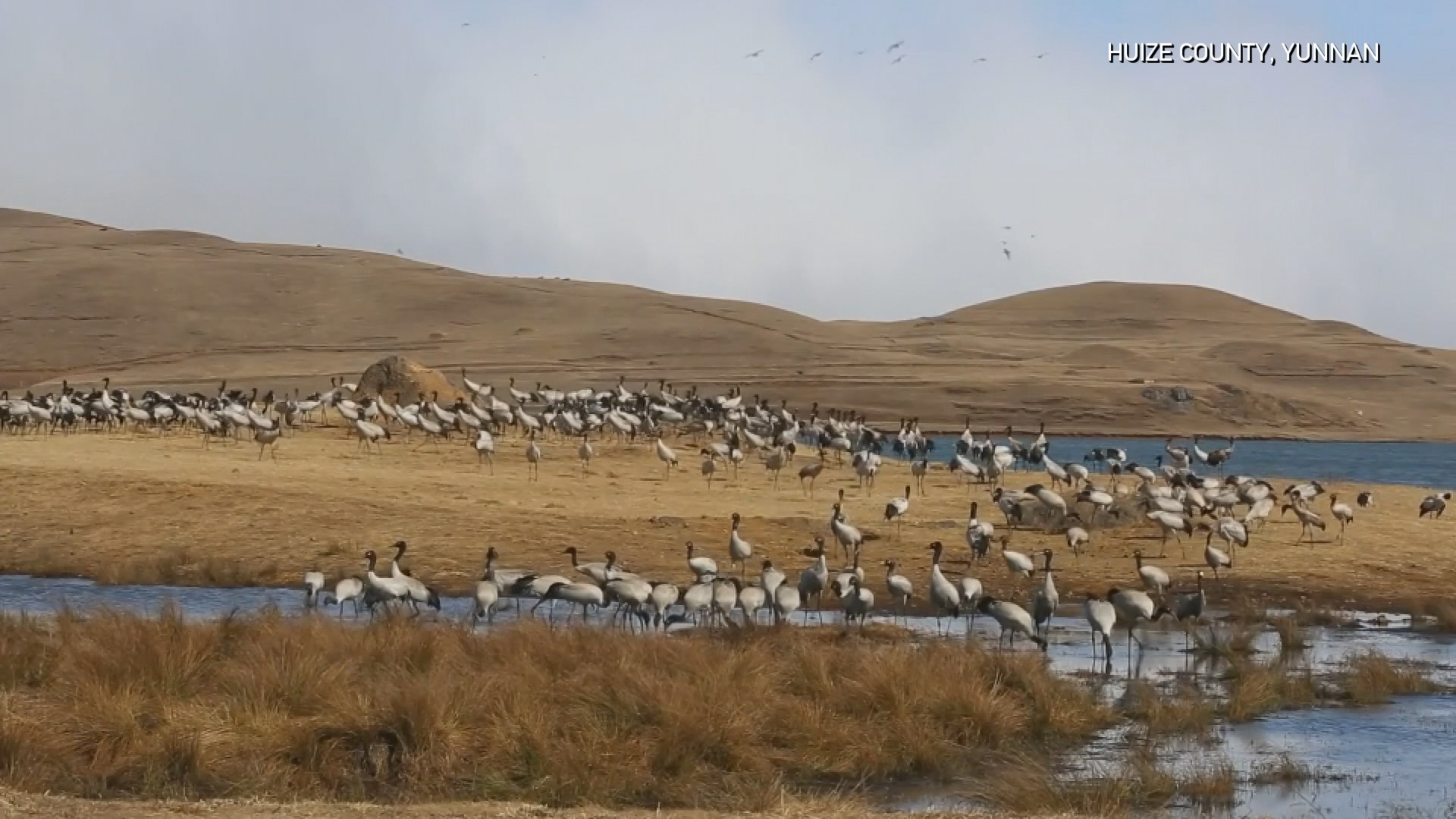 China's Yunnan sees record number of wintering black-necked cranes