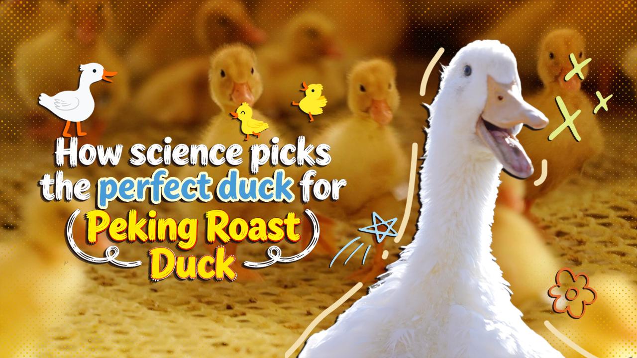 How science picks the perfect duck for Peking Roast Duck