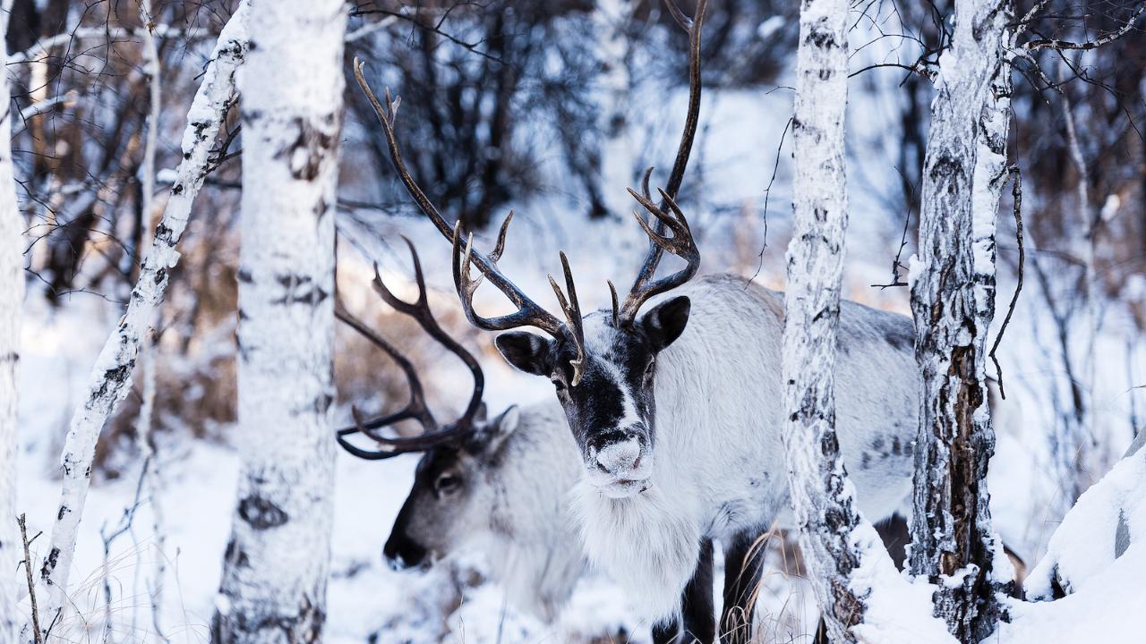 Reindeer, the beloved elves of the snowfields in Finland and China