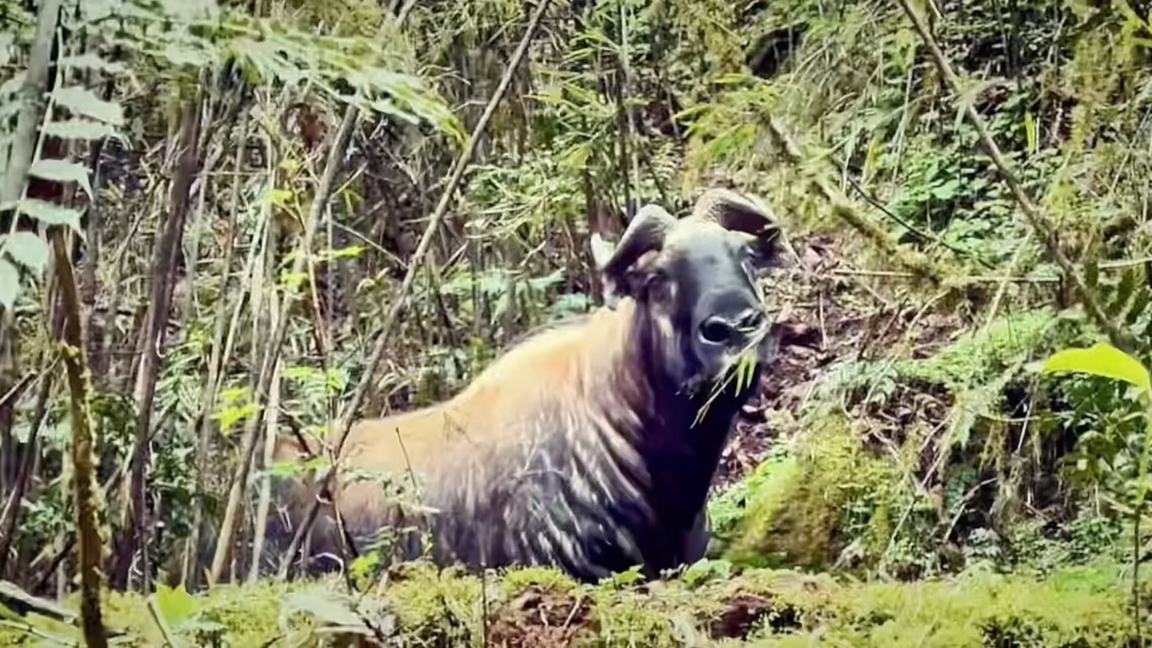 Rare takin seen in Xizang highlights alpine conservation gains