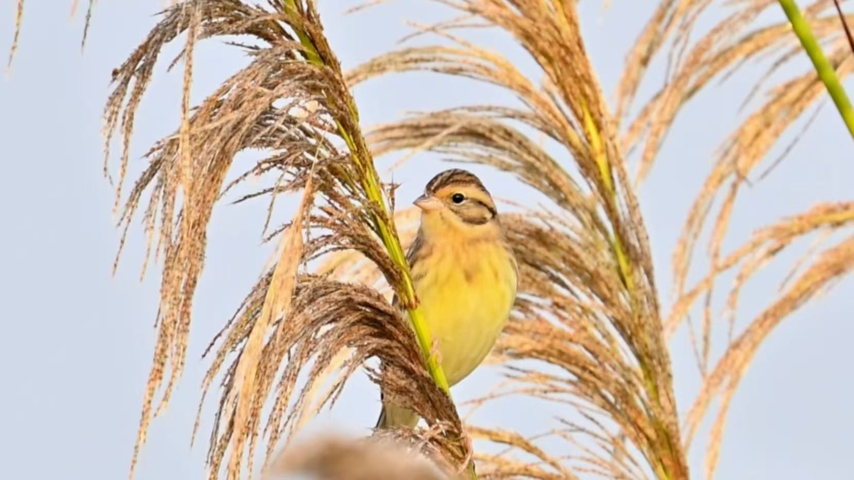 Rare birds return to Hainan wetland, highlighting conservation gains