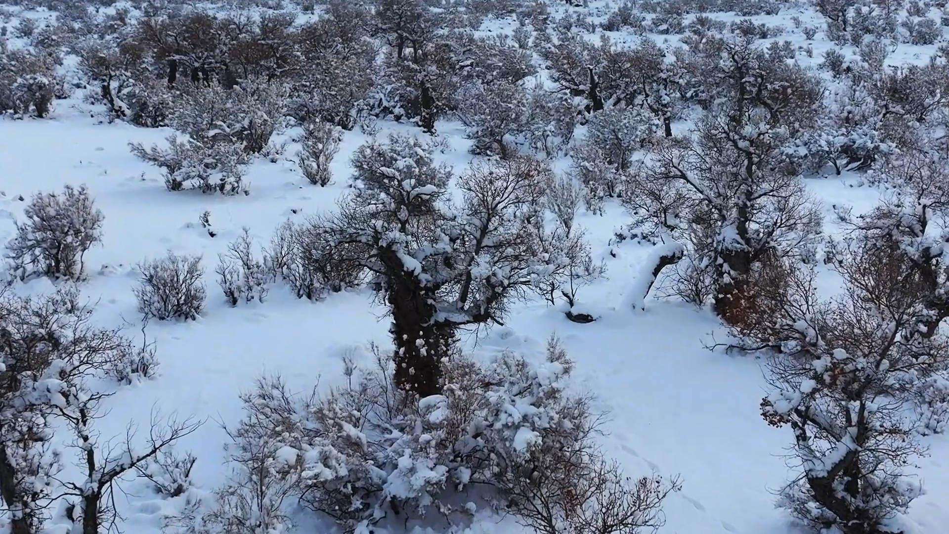 Snow adorns thousands of acres of poplar forest in NW China