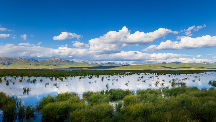 China leads Asia in wetland area, ranks fourth worldwide
