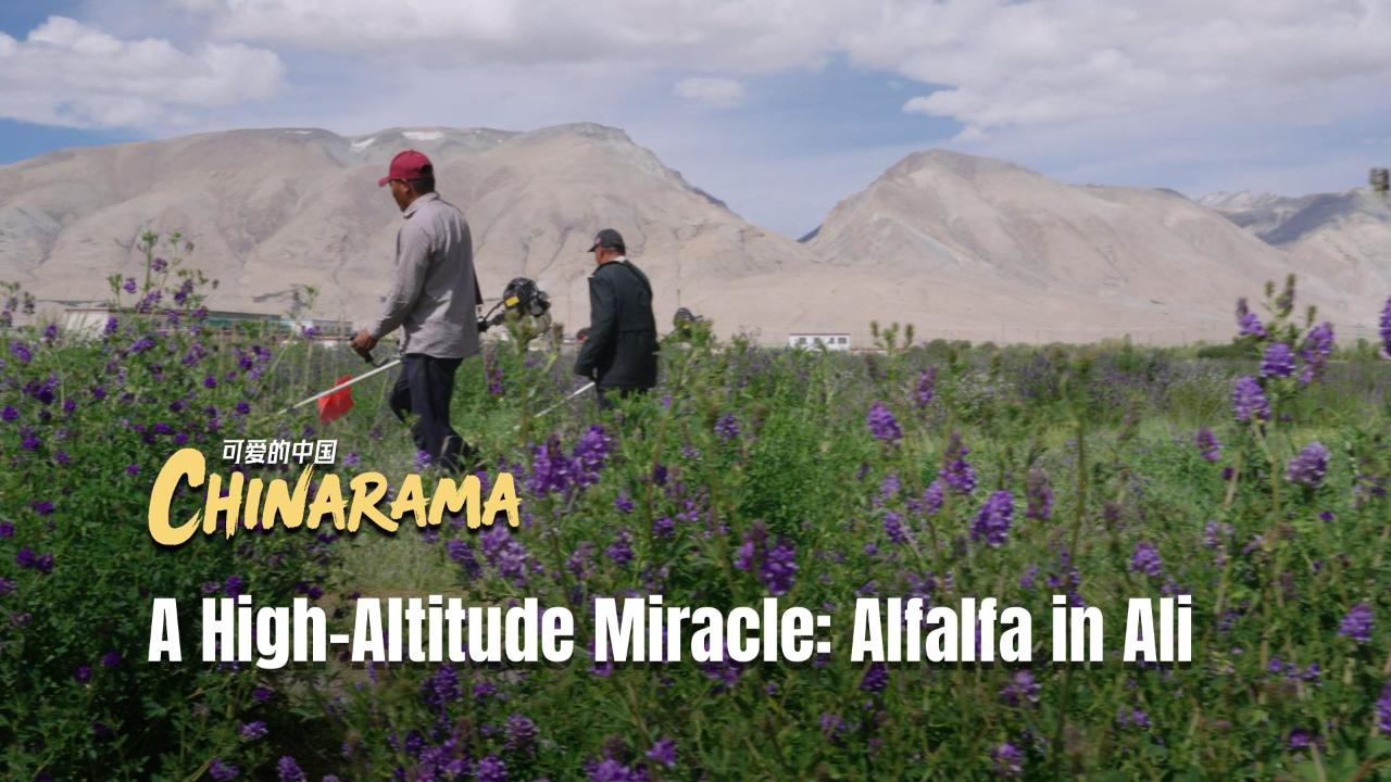 A high-altitude miracle: Alfalfa in Ali