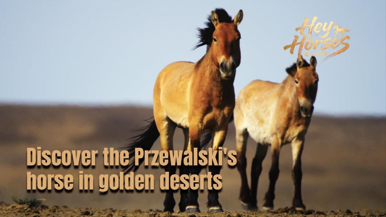 Hey Horses | Discover the Przewalski's horse in golden deserts
